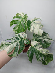 Monstera Variegata (zum aussuchen)