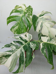 Monstera Variegata (zum aussuchen)