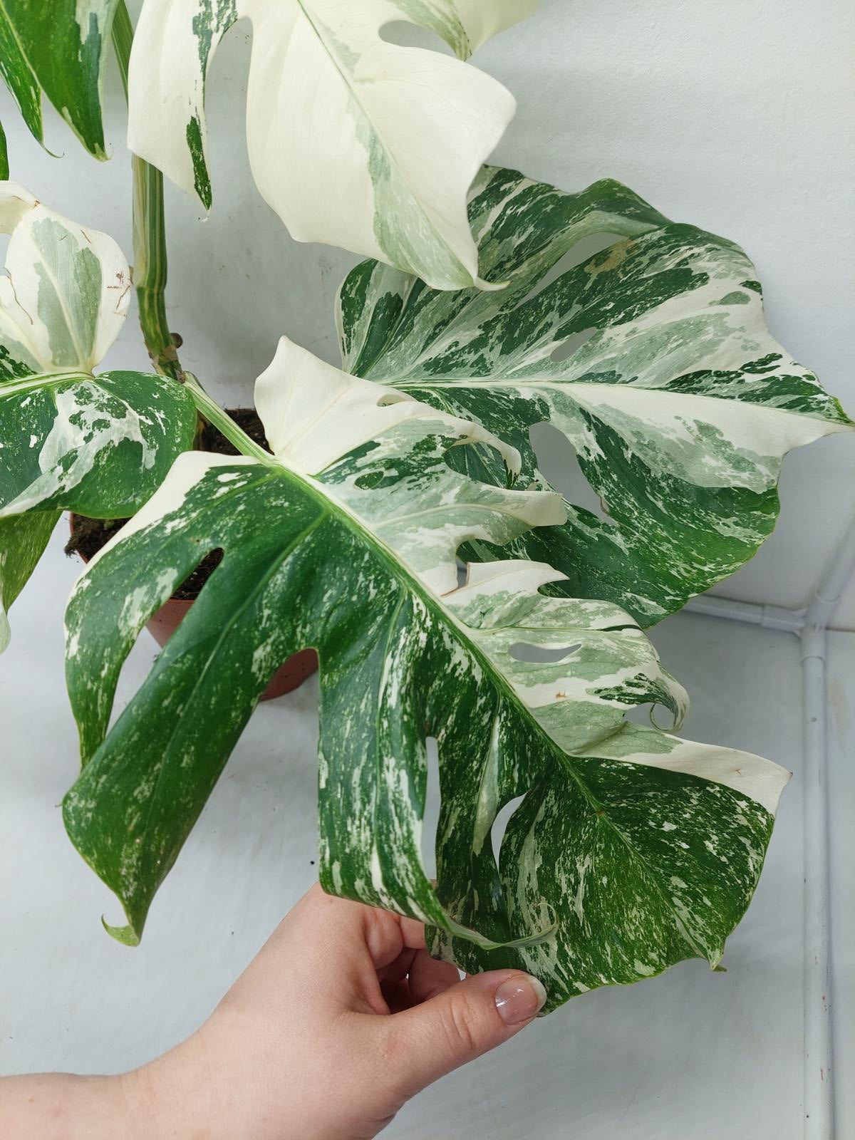 Monstera Variegata (zum aussuchen)