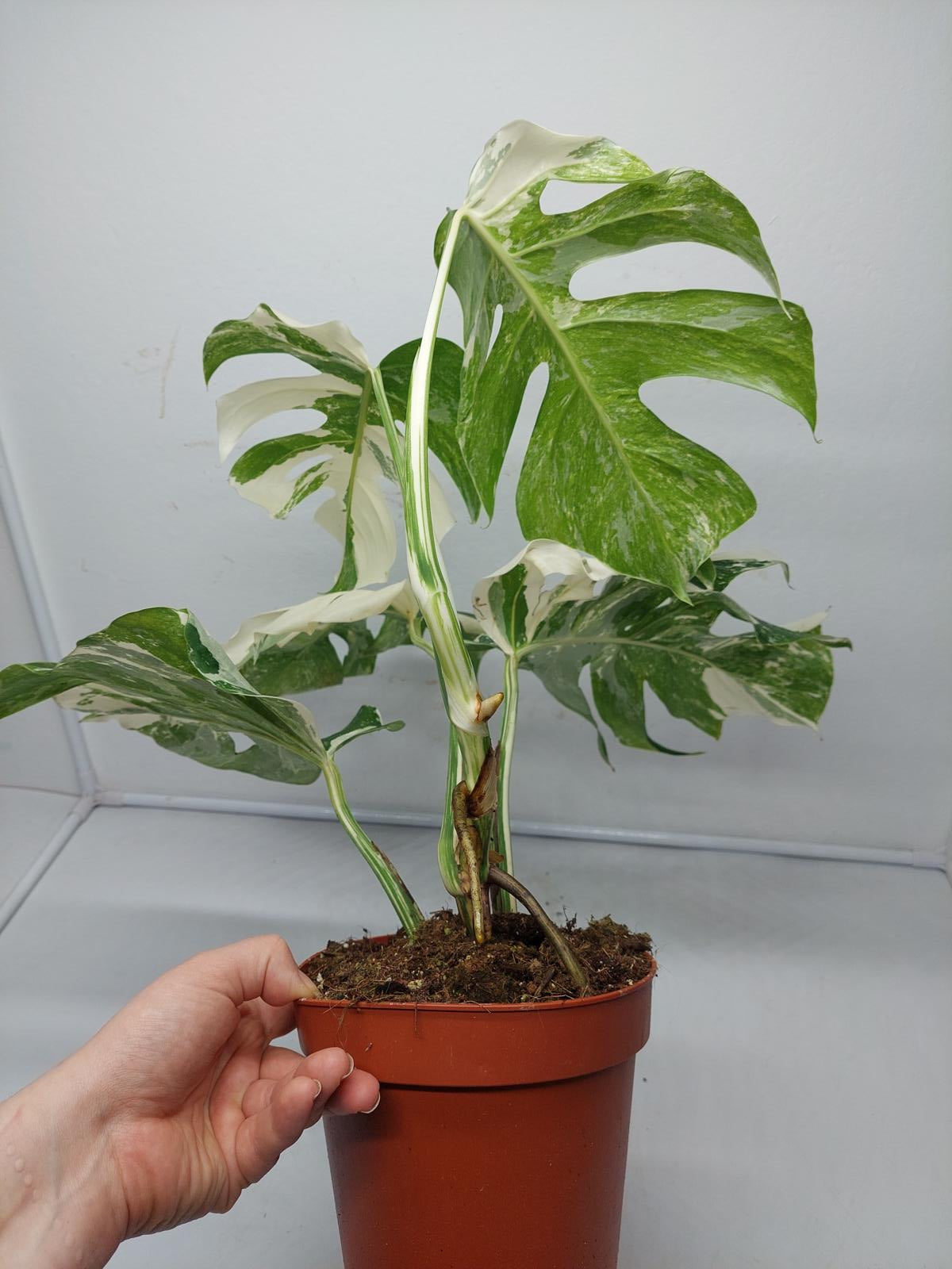 Monstera Variegata (zum aussuchen)