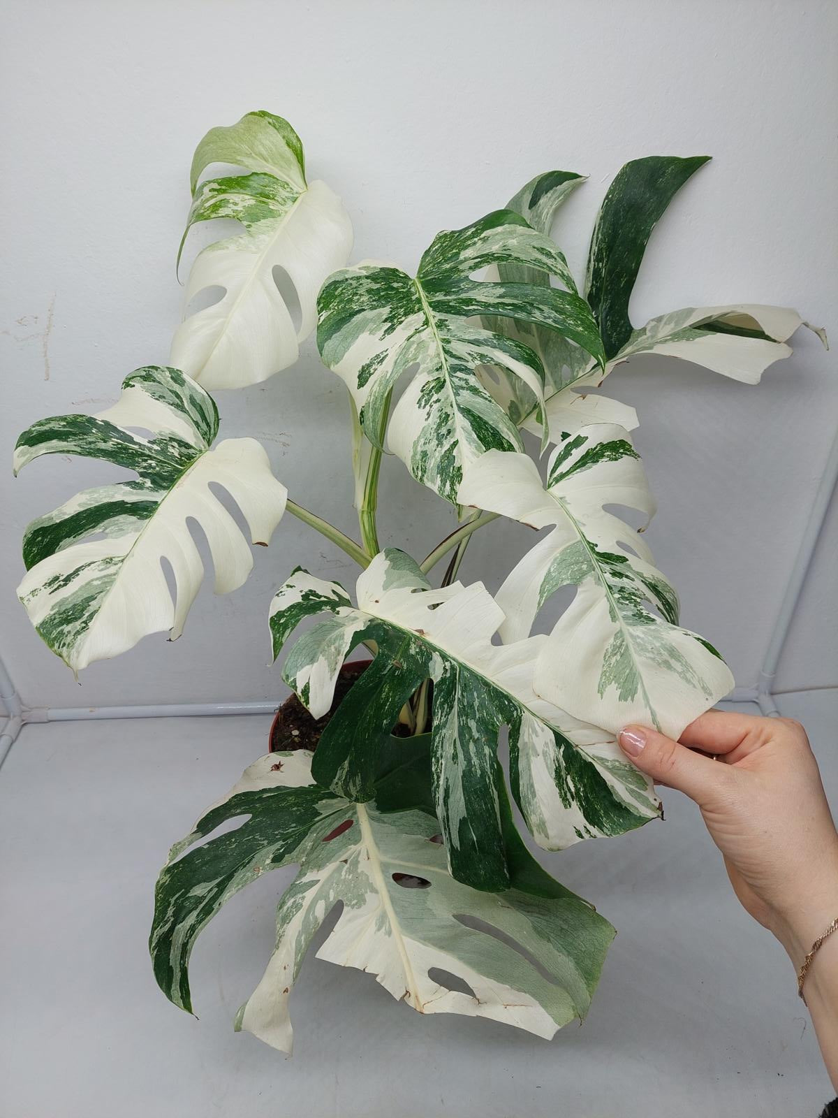 Monstera Variegata (zum aussuchen)