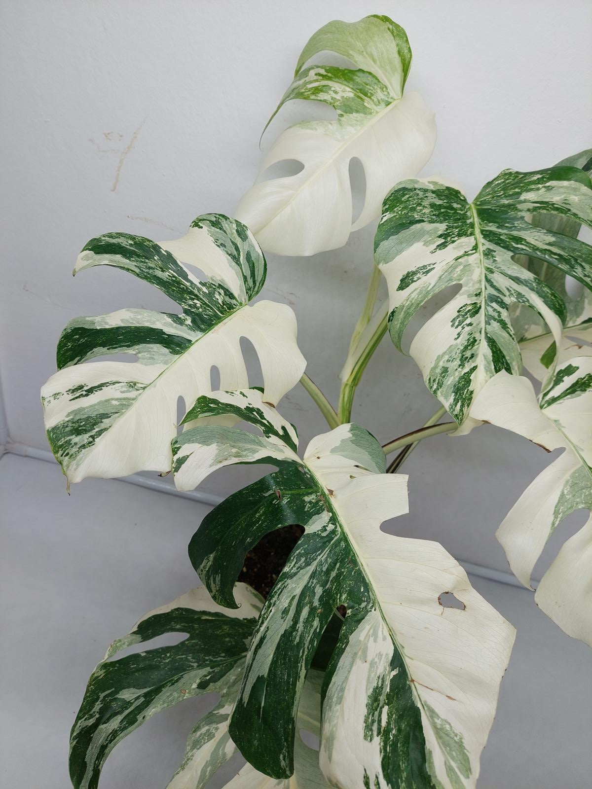 Monstera Variegata (zum aussuchen)