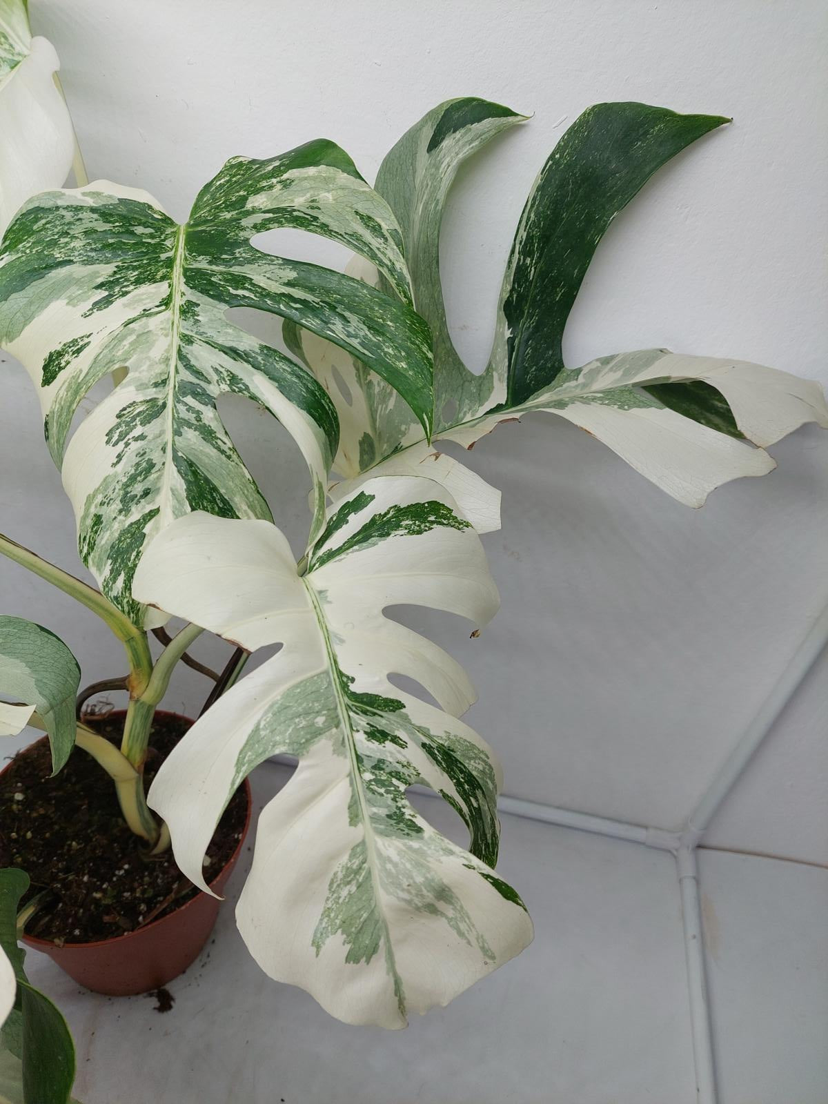 Monstera Variegata (zum aussuchen)