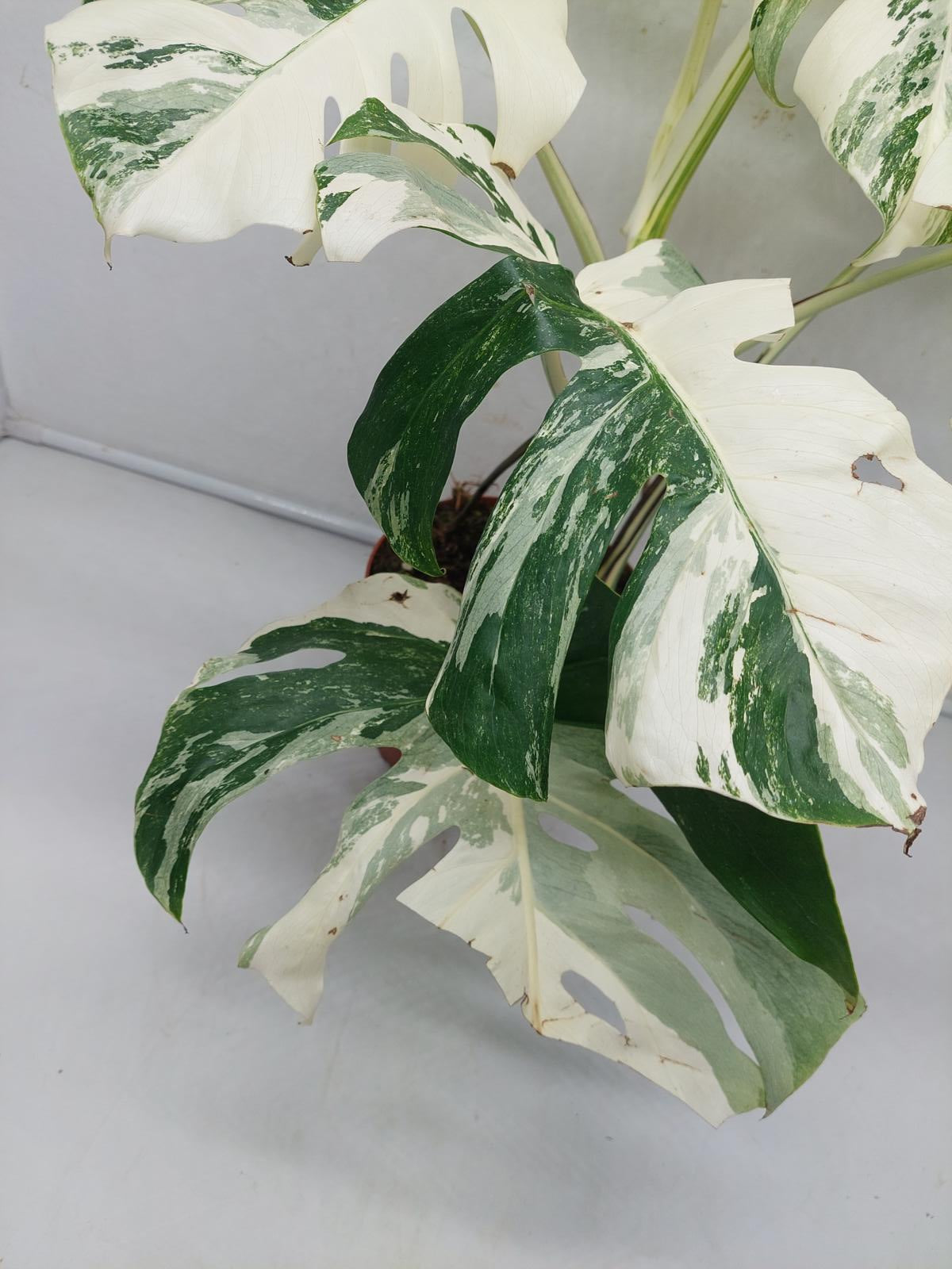 Monstera Variegata (zum aussuchen)