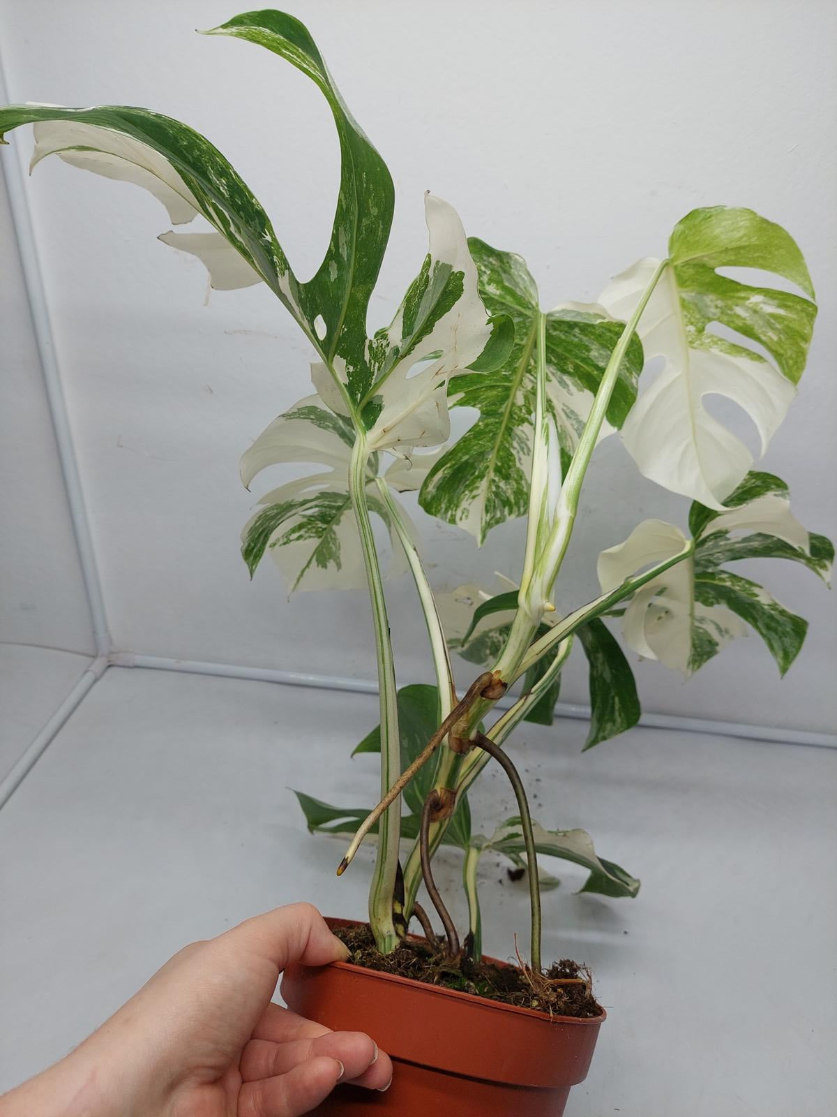 Monstera Variegata (zum aussuchen)