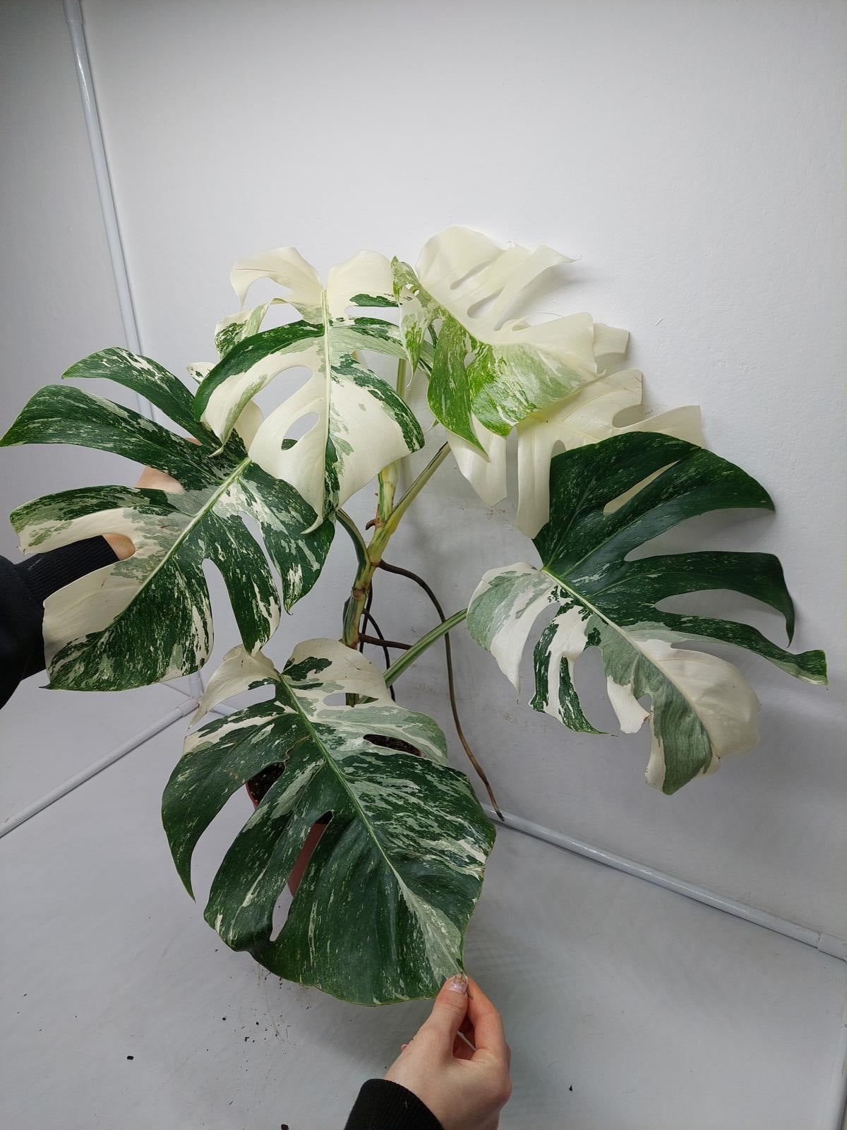 Monstera Variegata (zum aussuchen)