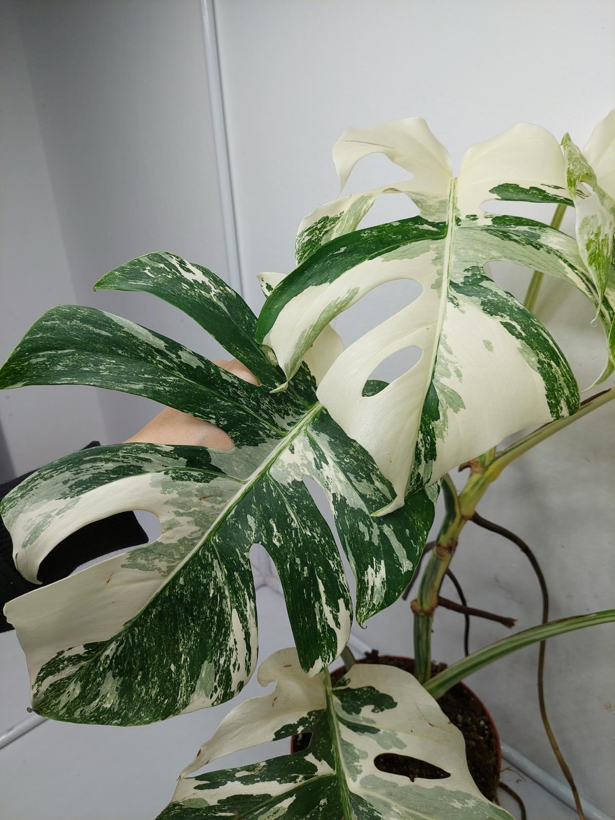 Monstera Variegata (zum aussuchen)