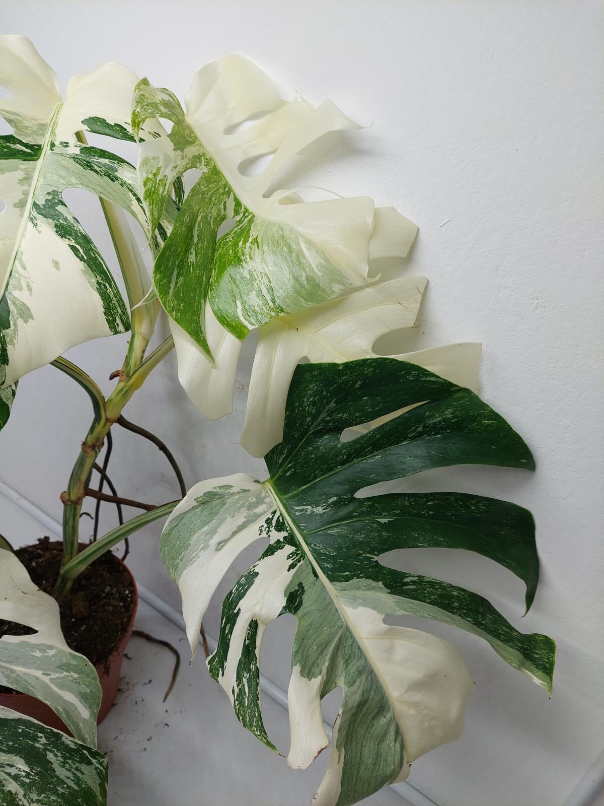 Monstera Variegata (zum aussuchen)