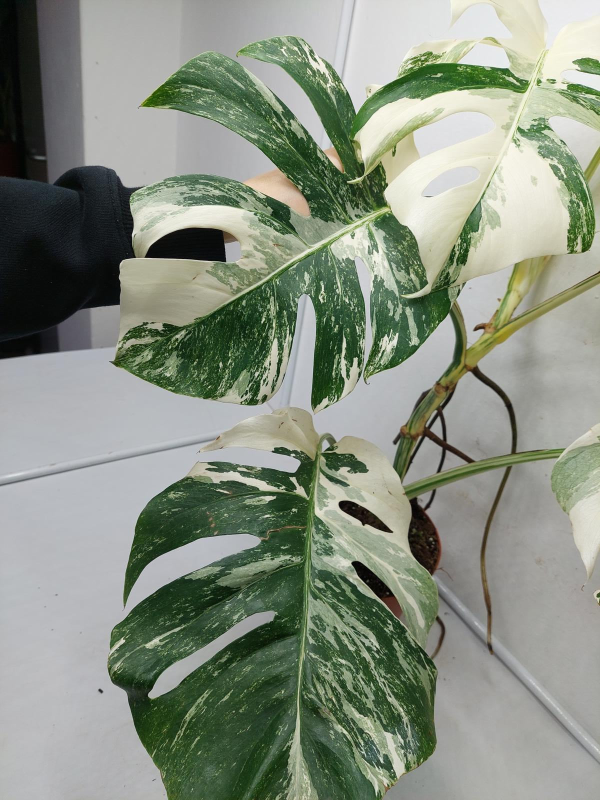 Monstera Variegata (zum aussuchen)