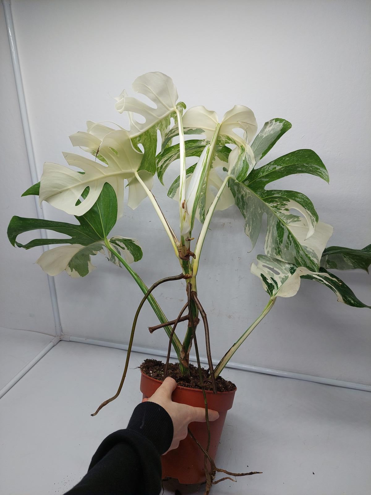 Monstera Variegata (zum aussuchen)