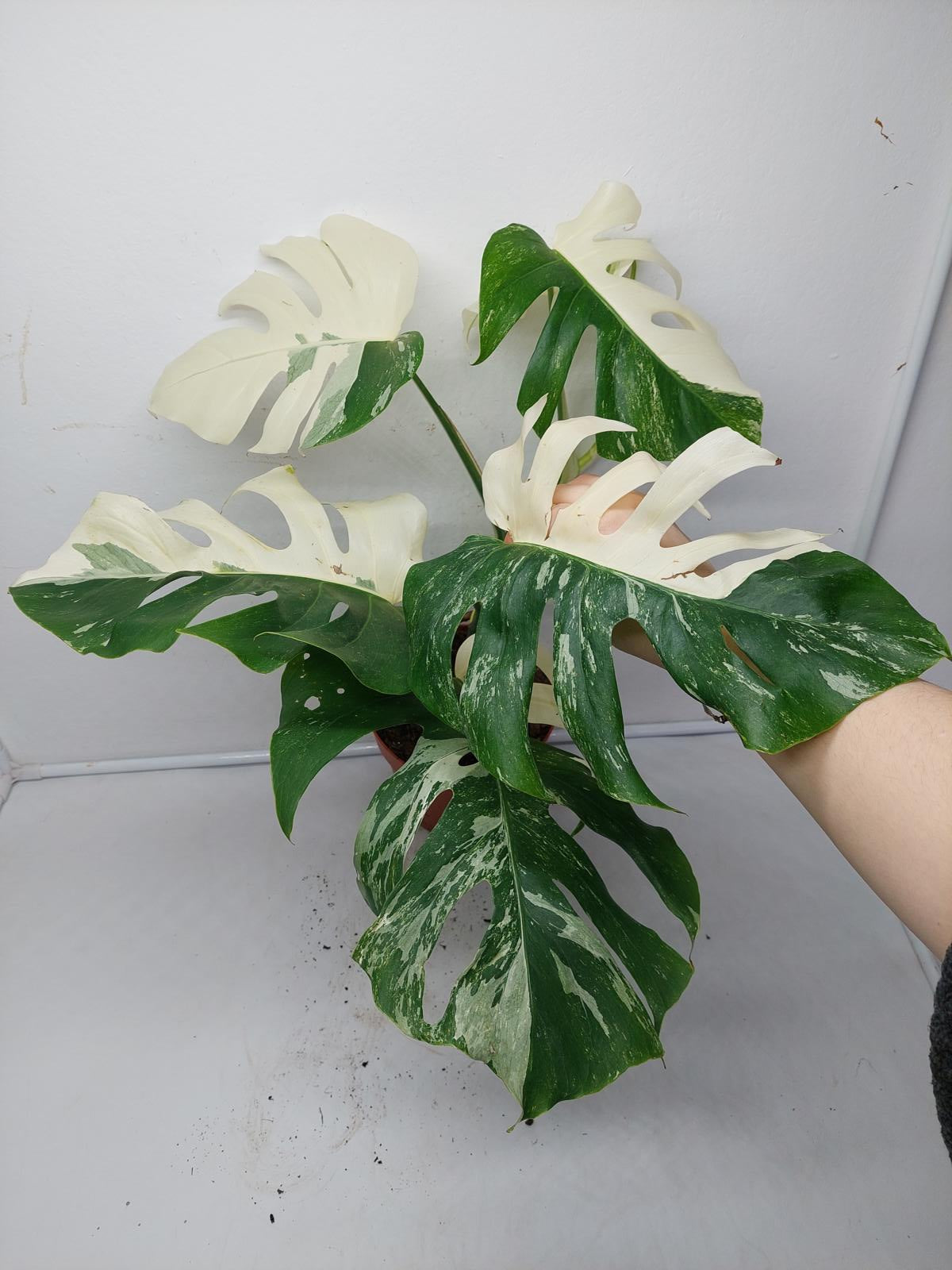 Monstera Variegata (zum aussuchen)