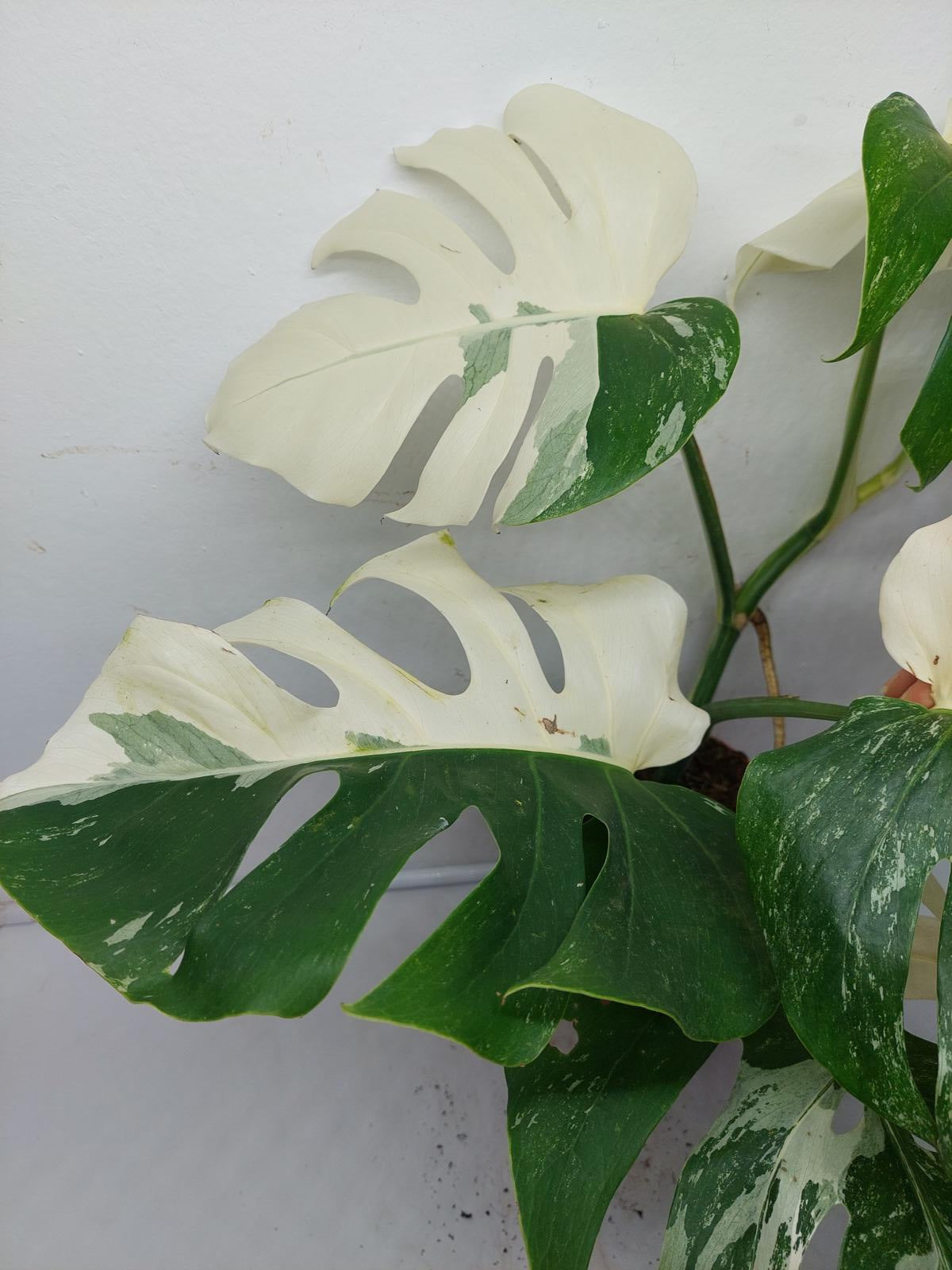 Monstera Variegata (zum aussuchen)