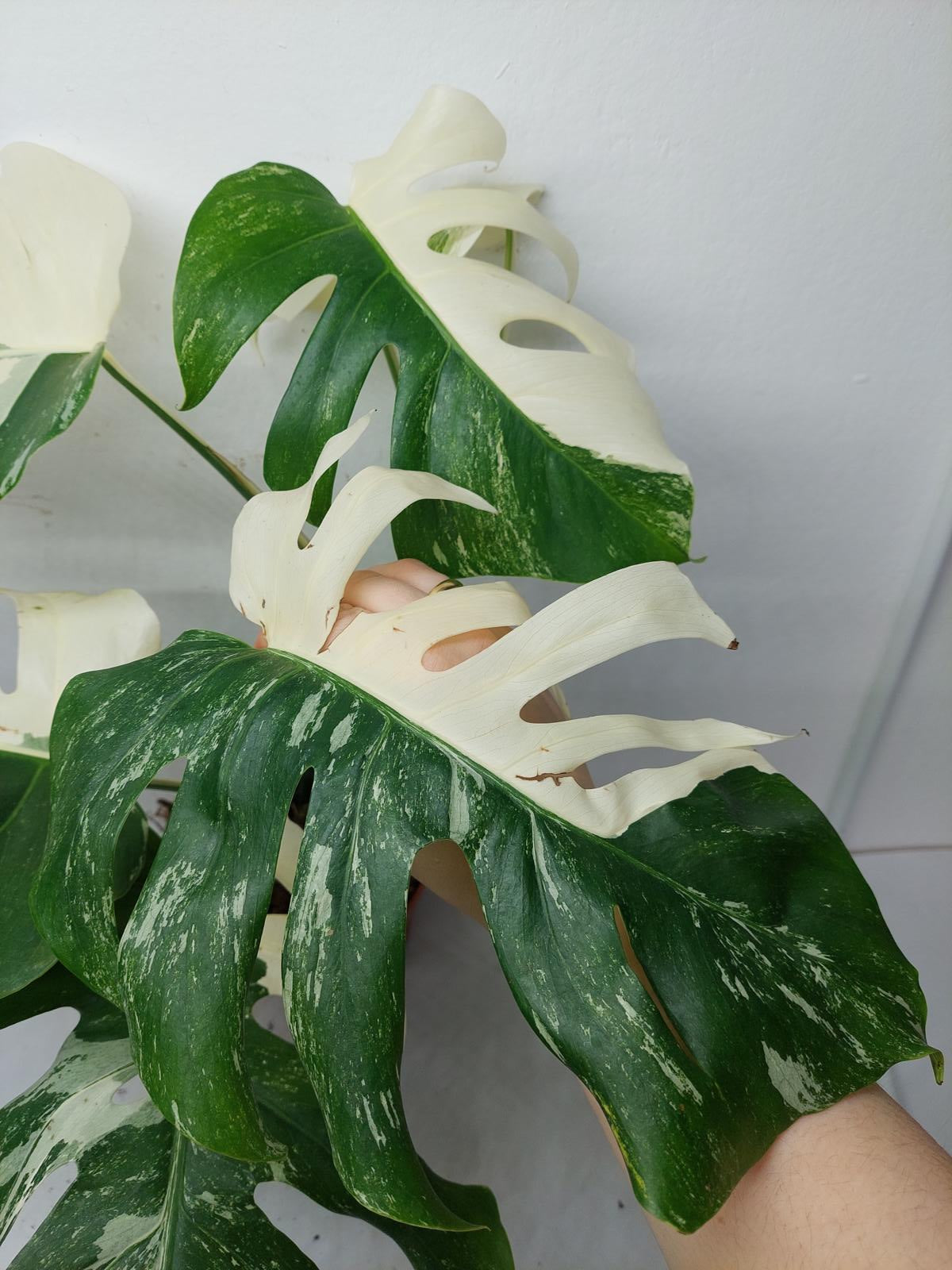 Monstera Variegata (zum aussuchen)