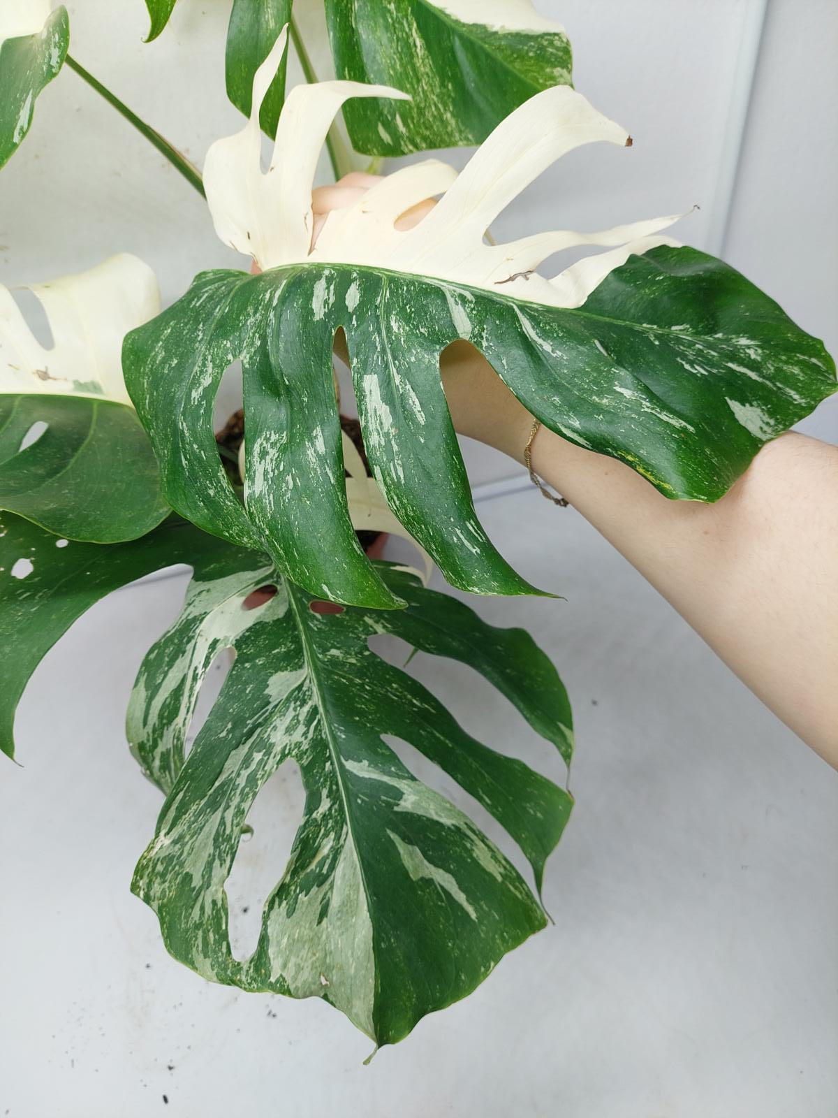 Monstera Variegata (zum aussuchen)