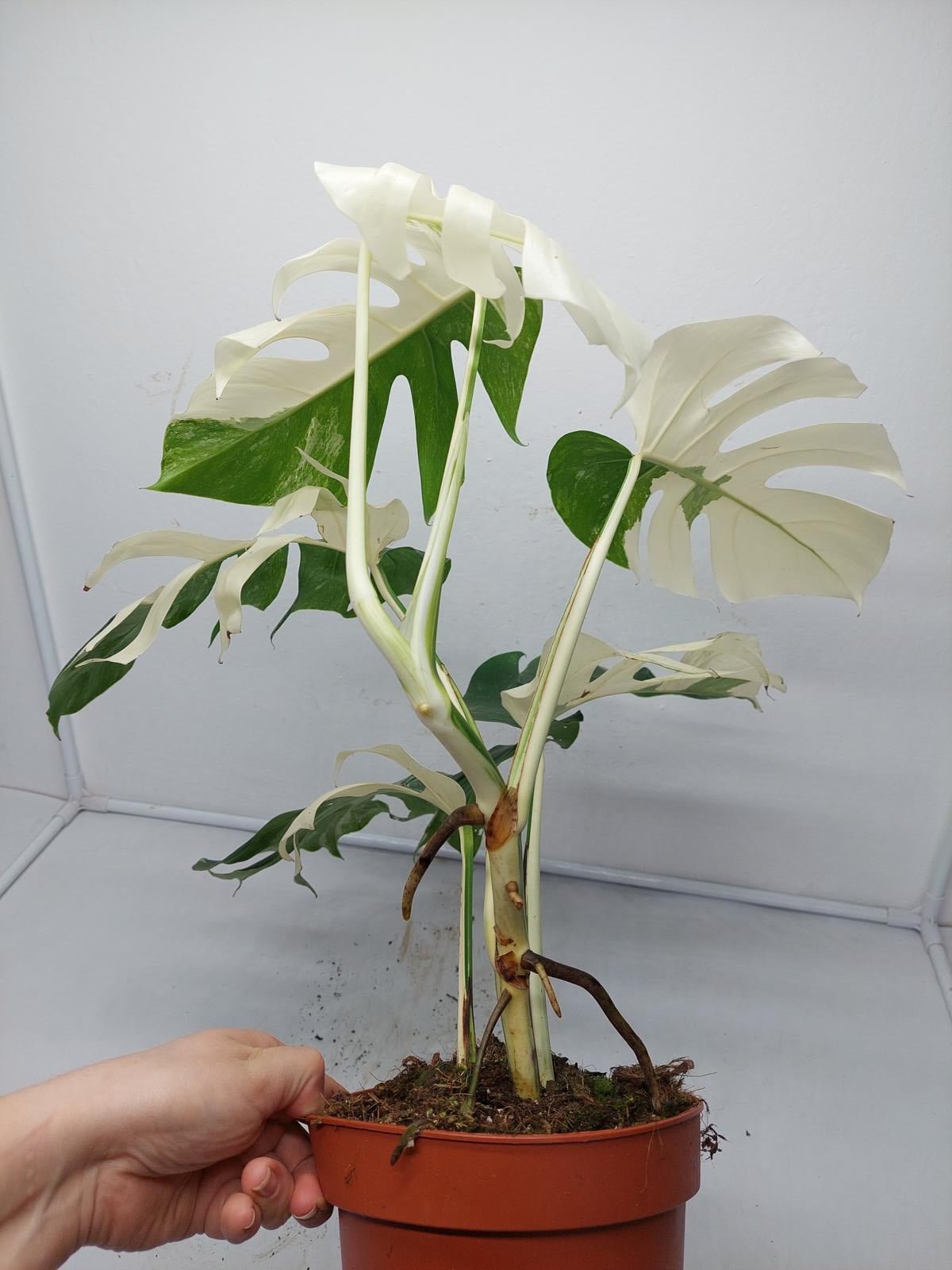 Monstera Variegata (zum aussuchen)