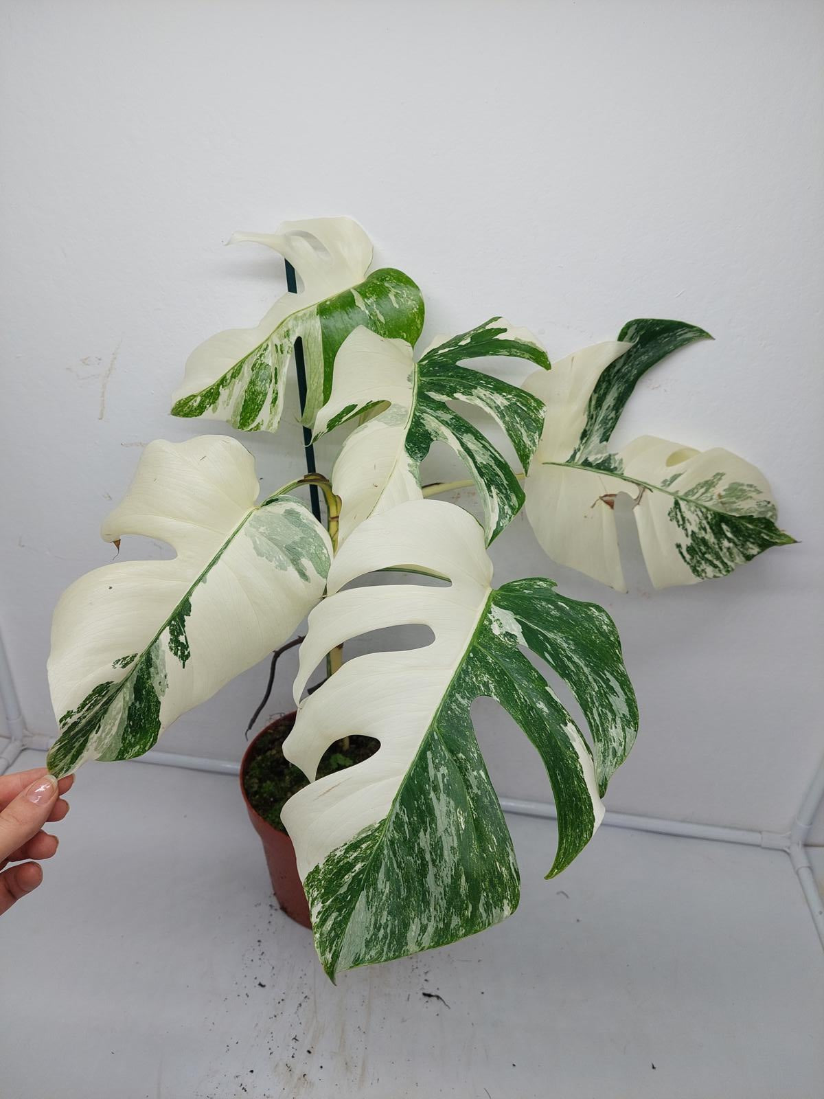 Monstera Variegata (zum aussuchen)