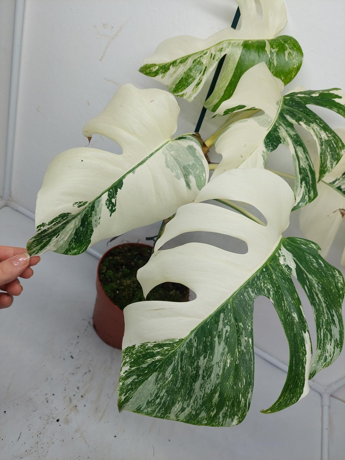 Monstera Variegata (zum aussuchen)