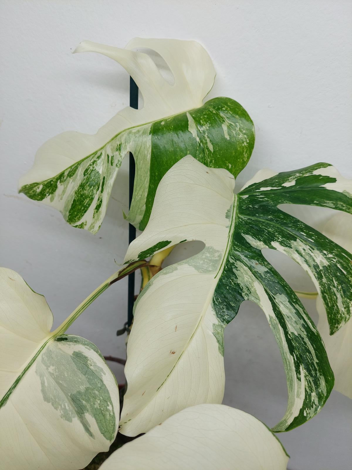 Monstera Variegata (zum aussuchen)