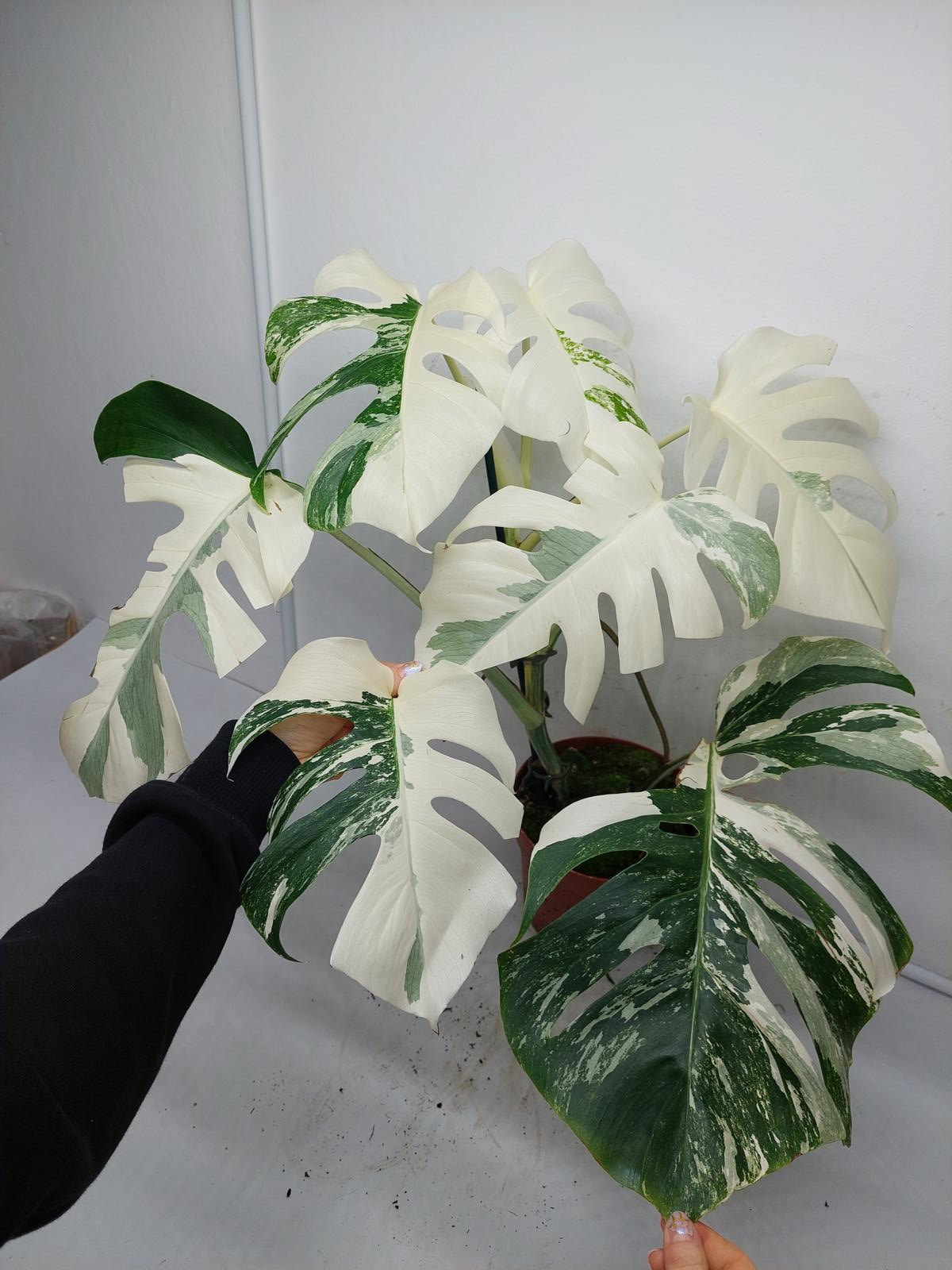 Monstera Variegata (zum aussuchen)