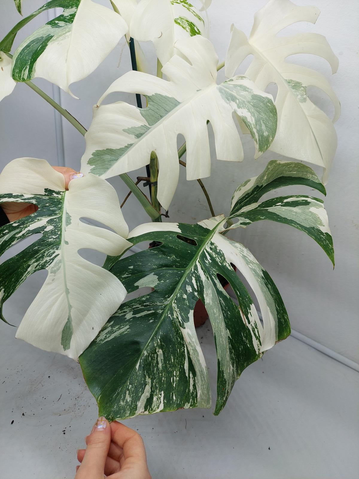 Monstera Variegata (zum aussuchen)