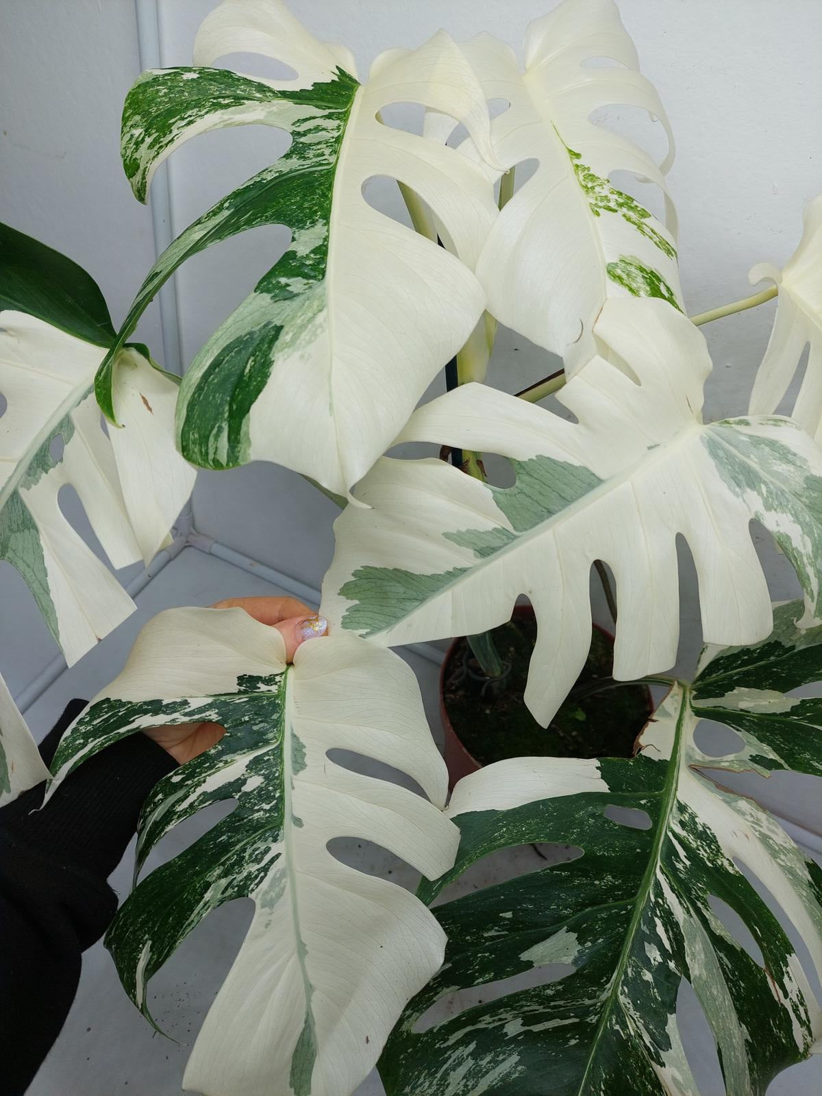 Monstera Variegata (zum aussuchen)