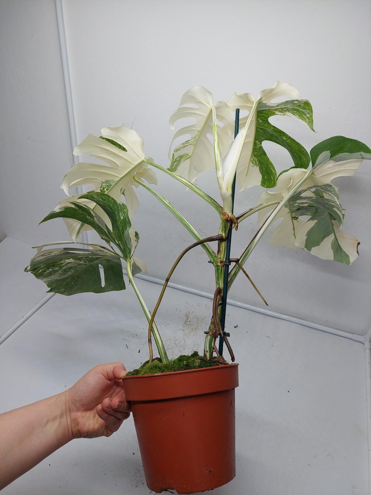 Monstera Variegata (zum aussuchen)