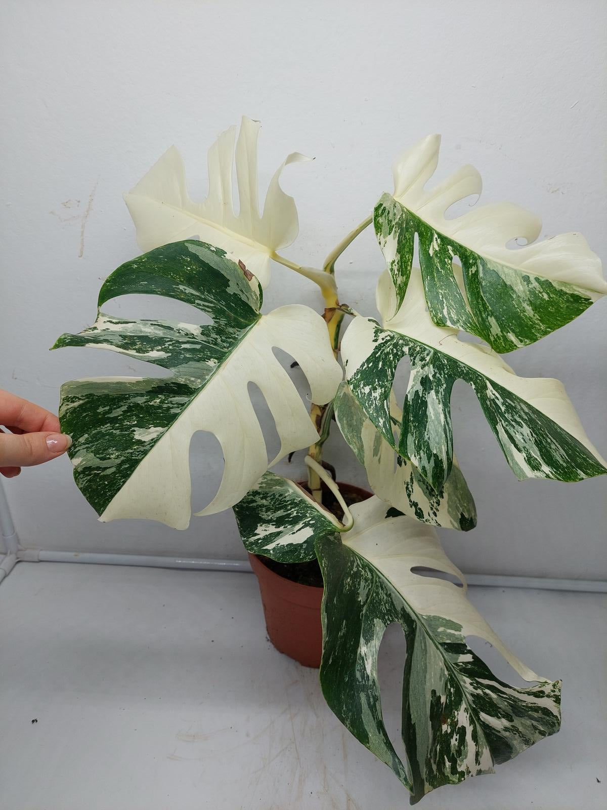 Monstera Variegata (zum aussuchen)