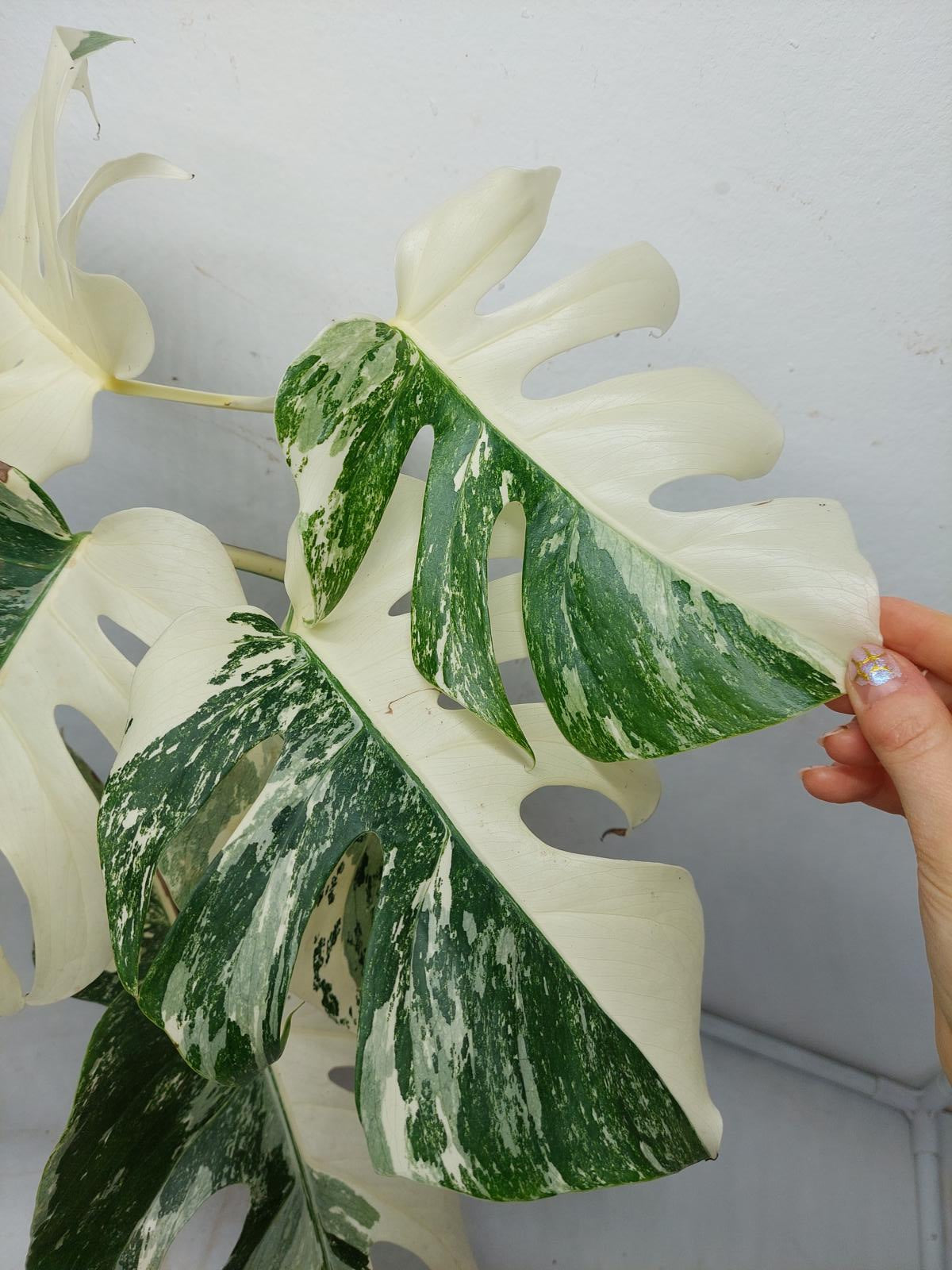 Monstera Variegata (zum aussuchen)