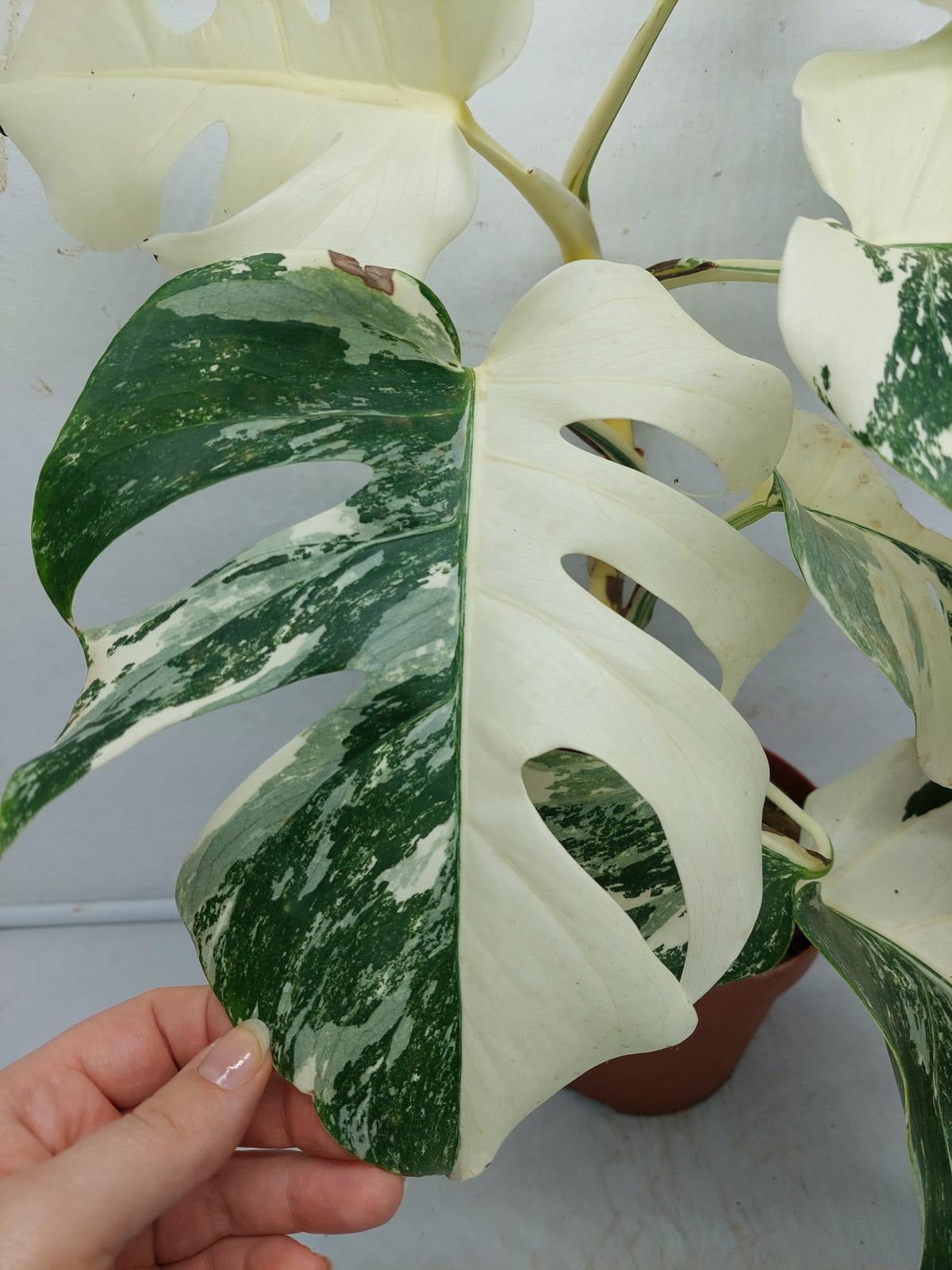 Monstera Variegata (zum aussuchen)