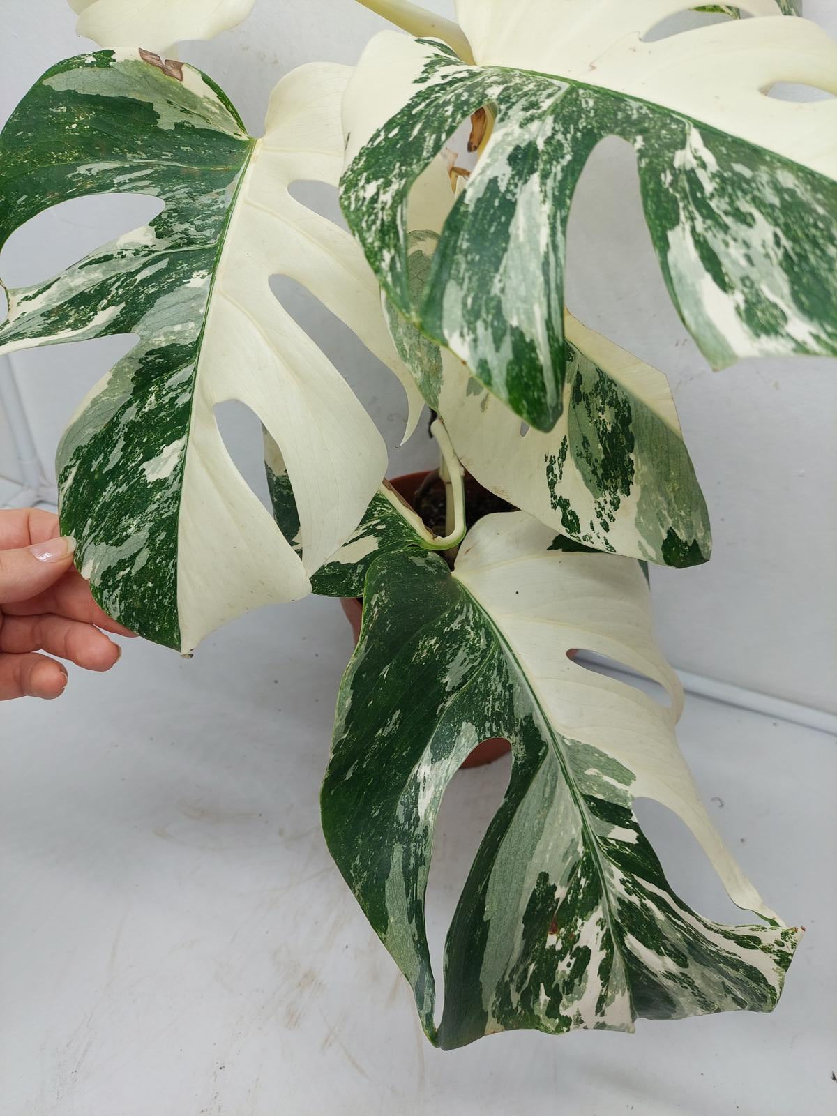 Monstera Variegata (zum aussuchen)