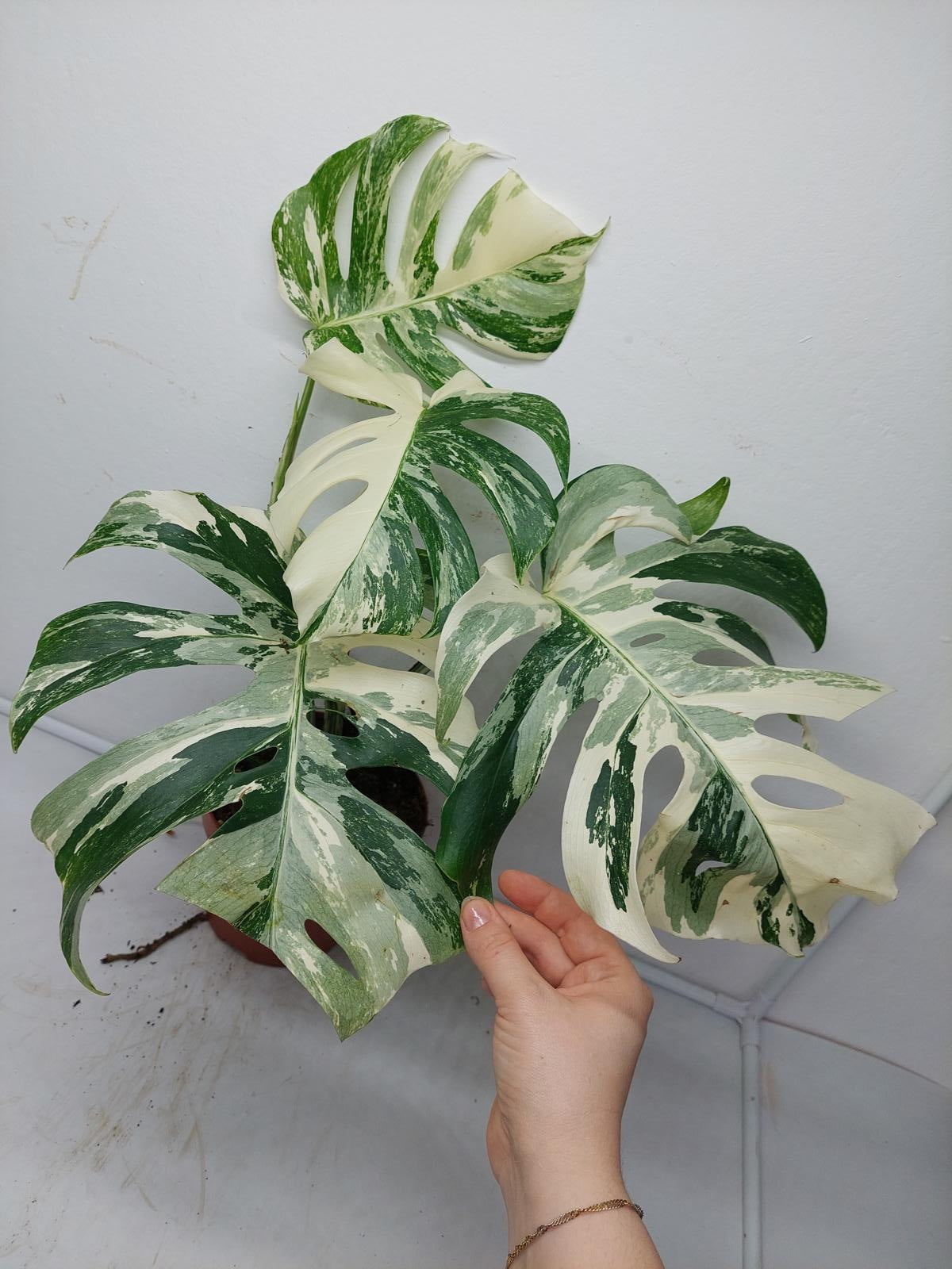 Monstera Variegata (zum aussuchen)