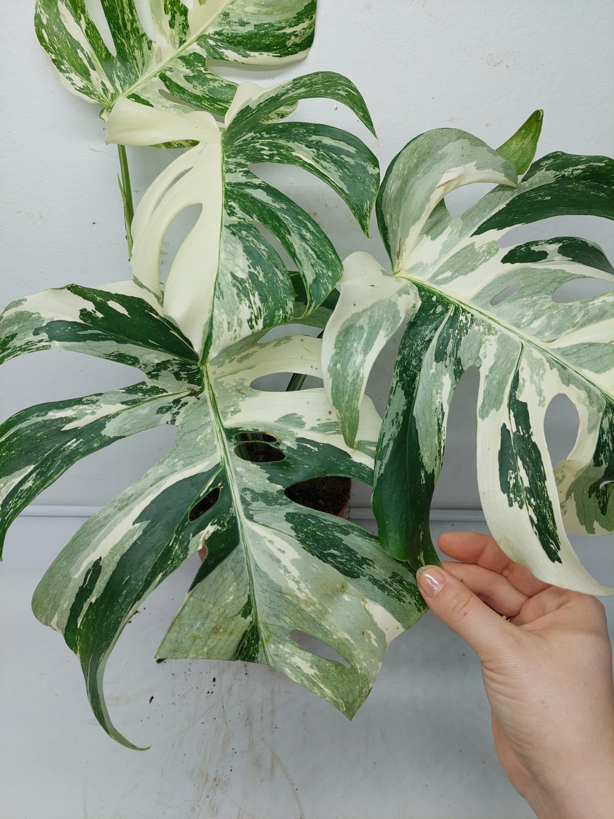 Monstera Variegata (zum aussuchen)