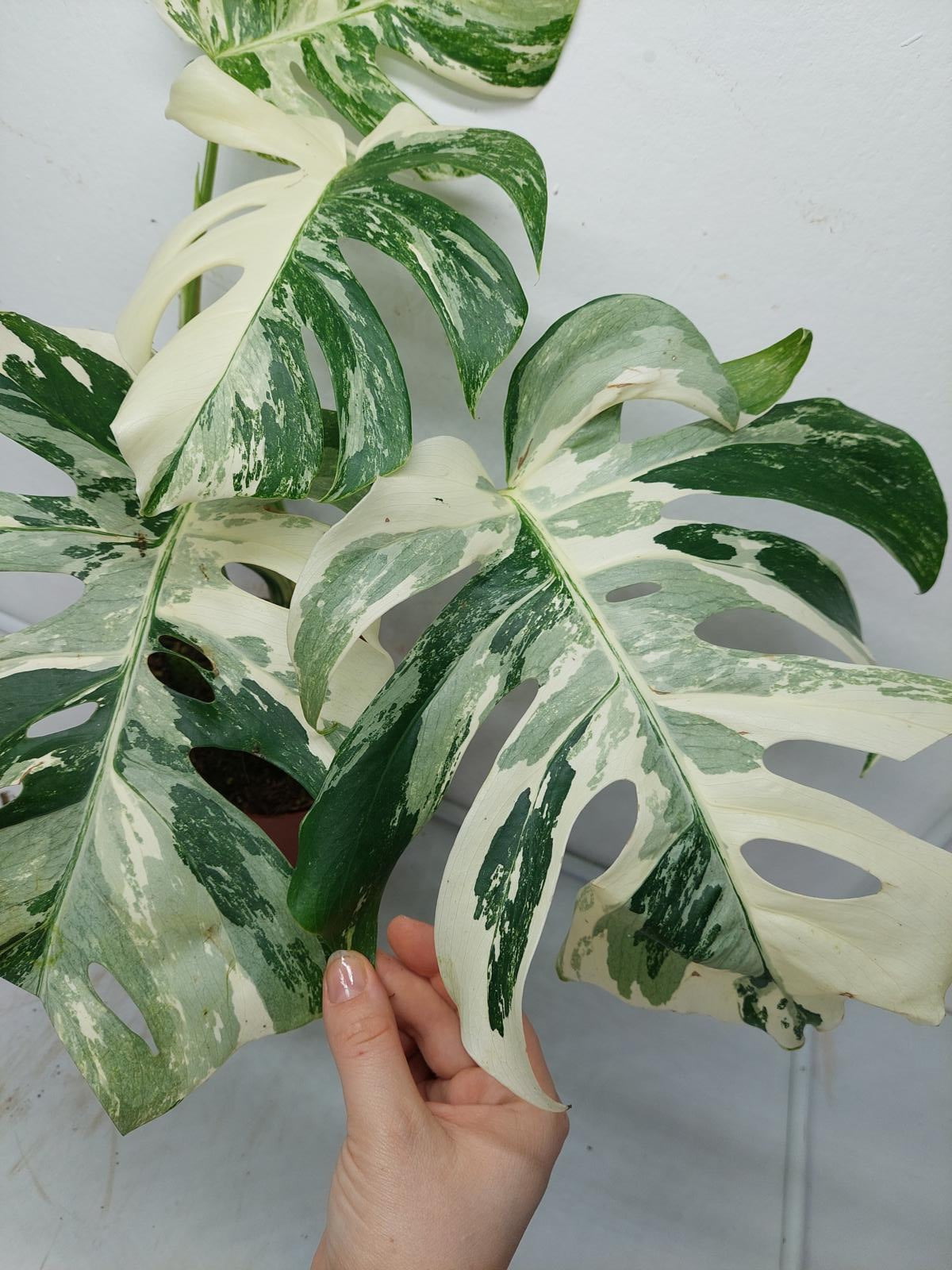 Monstera Variegata (zum aussuchen)