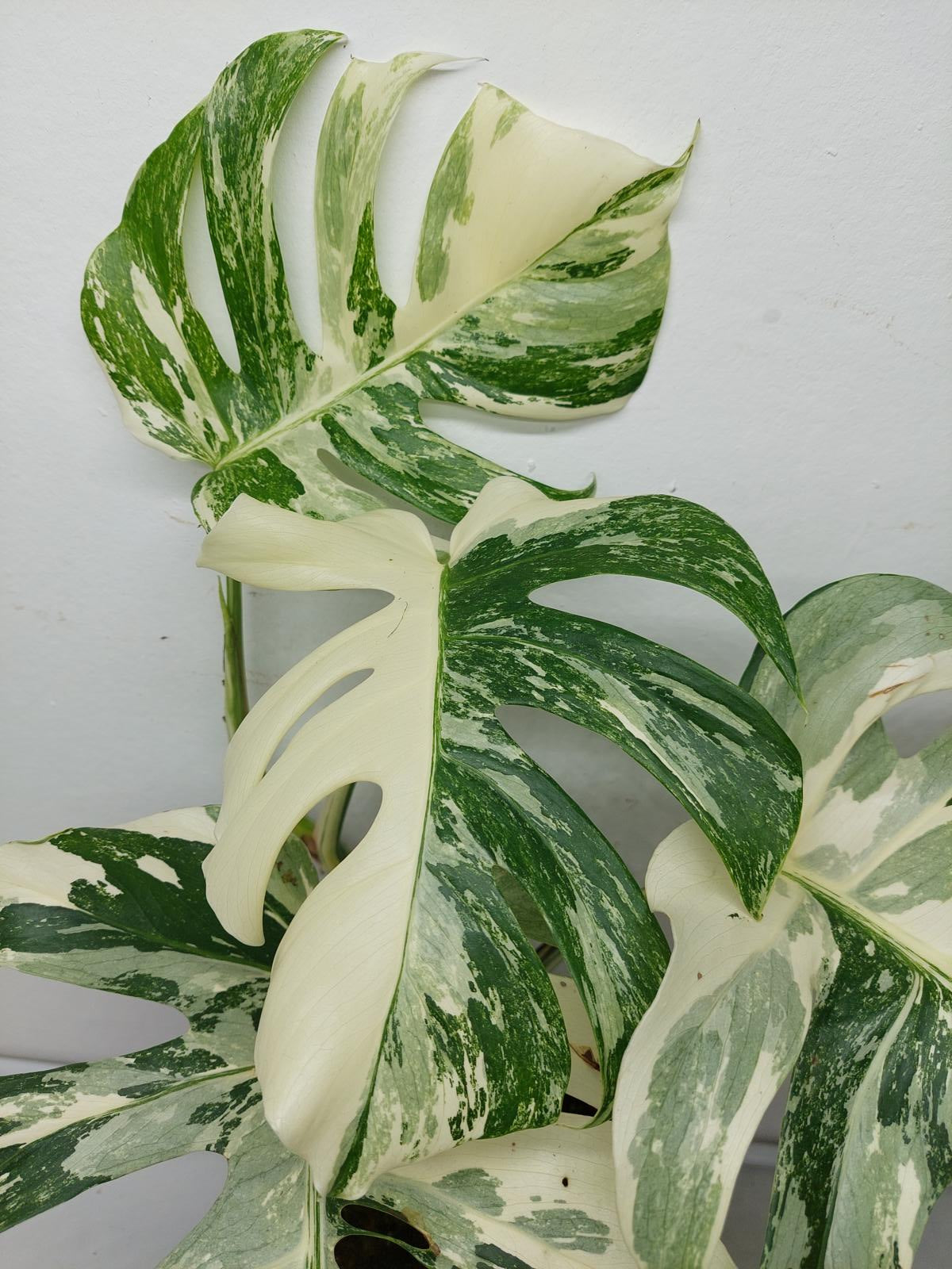 Monstera Variegata (zum aussuchen)