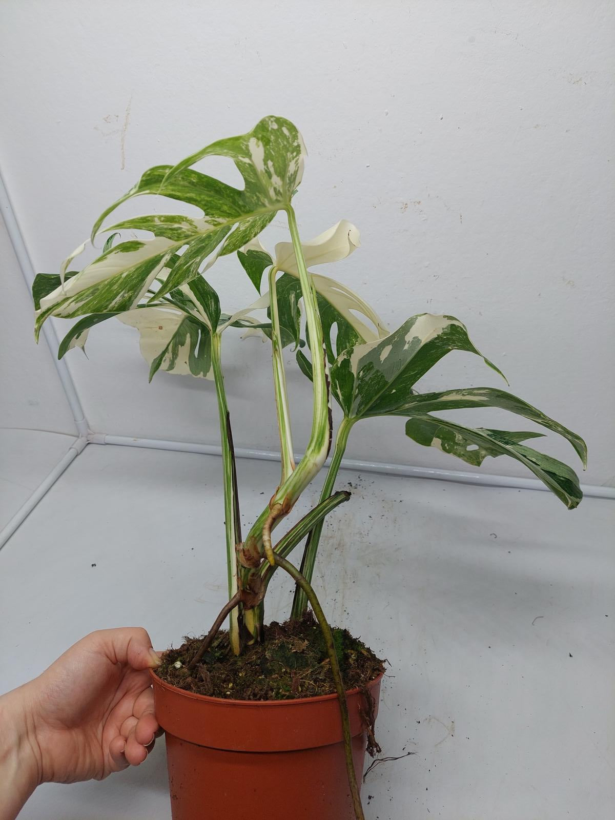 Monstera Variegata (zum aussuchen)