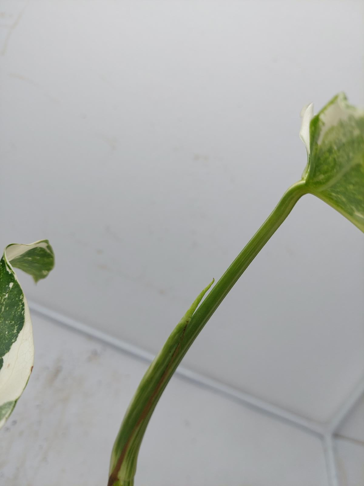 Monstera Variegata (zum aussuchen)