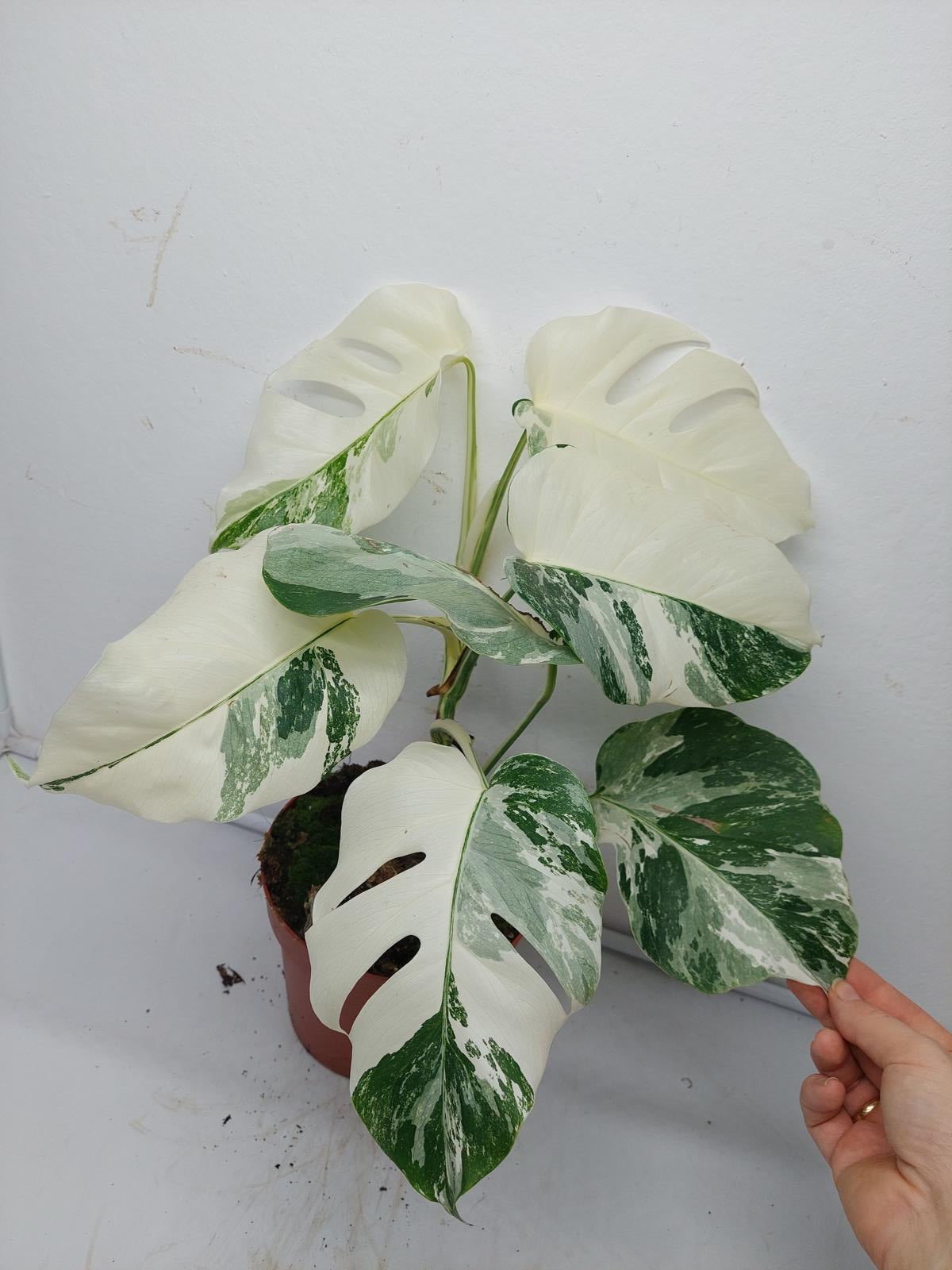 Monstera Variegata (zum aussuchen)