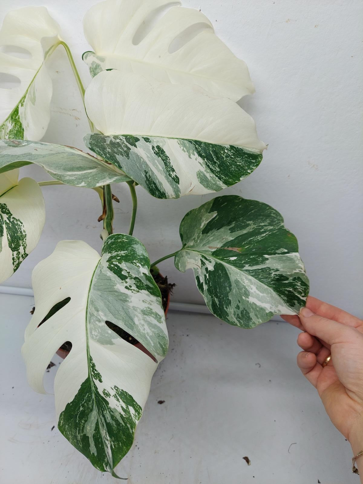 Monstera Variegata (zum aussuchen)