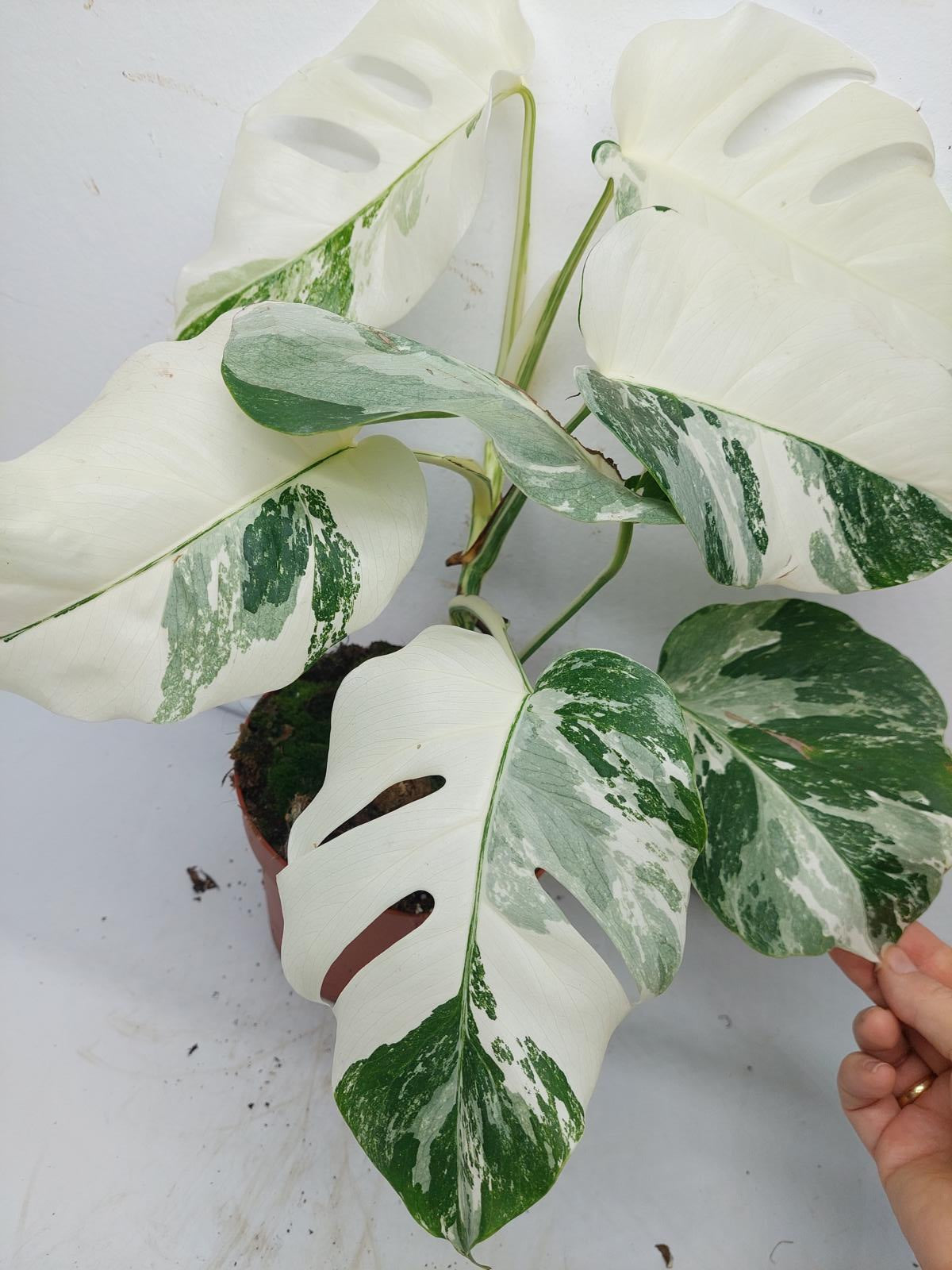 Monstera Variegata (zum aussuchen)