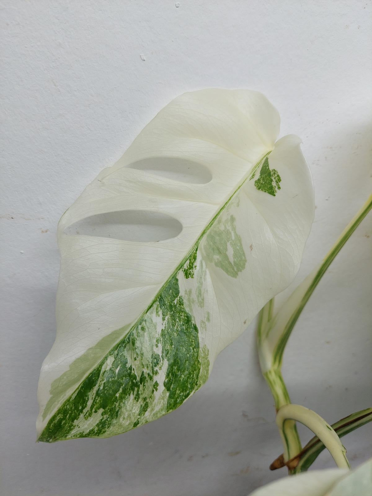 Monstera Variegata (zum aussuchen)