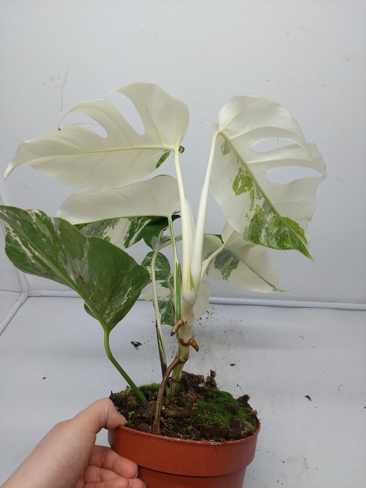 Monstera Variegata (zum aussuchen)