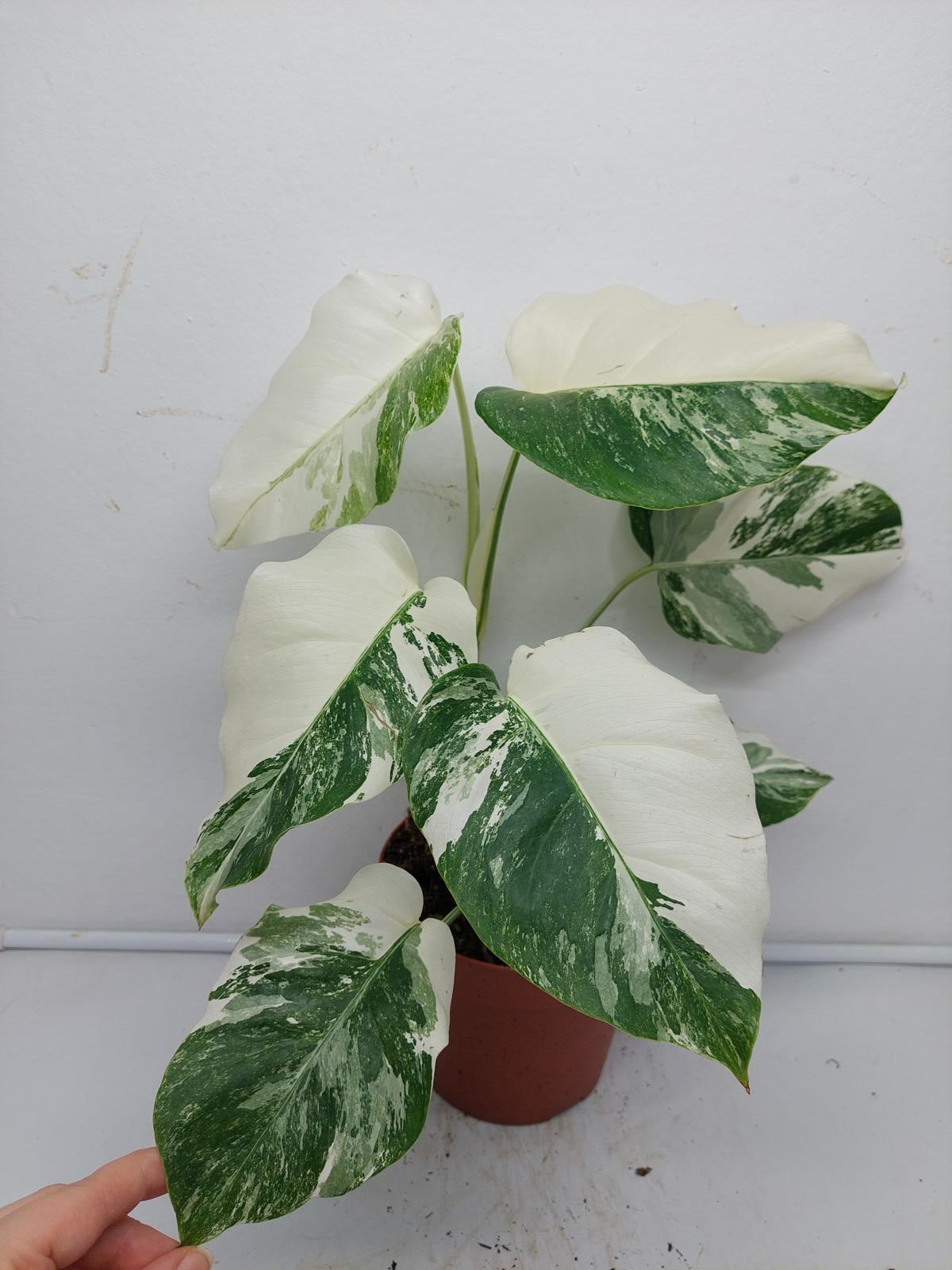 Monstera Variegata (zum aussuchen)