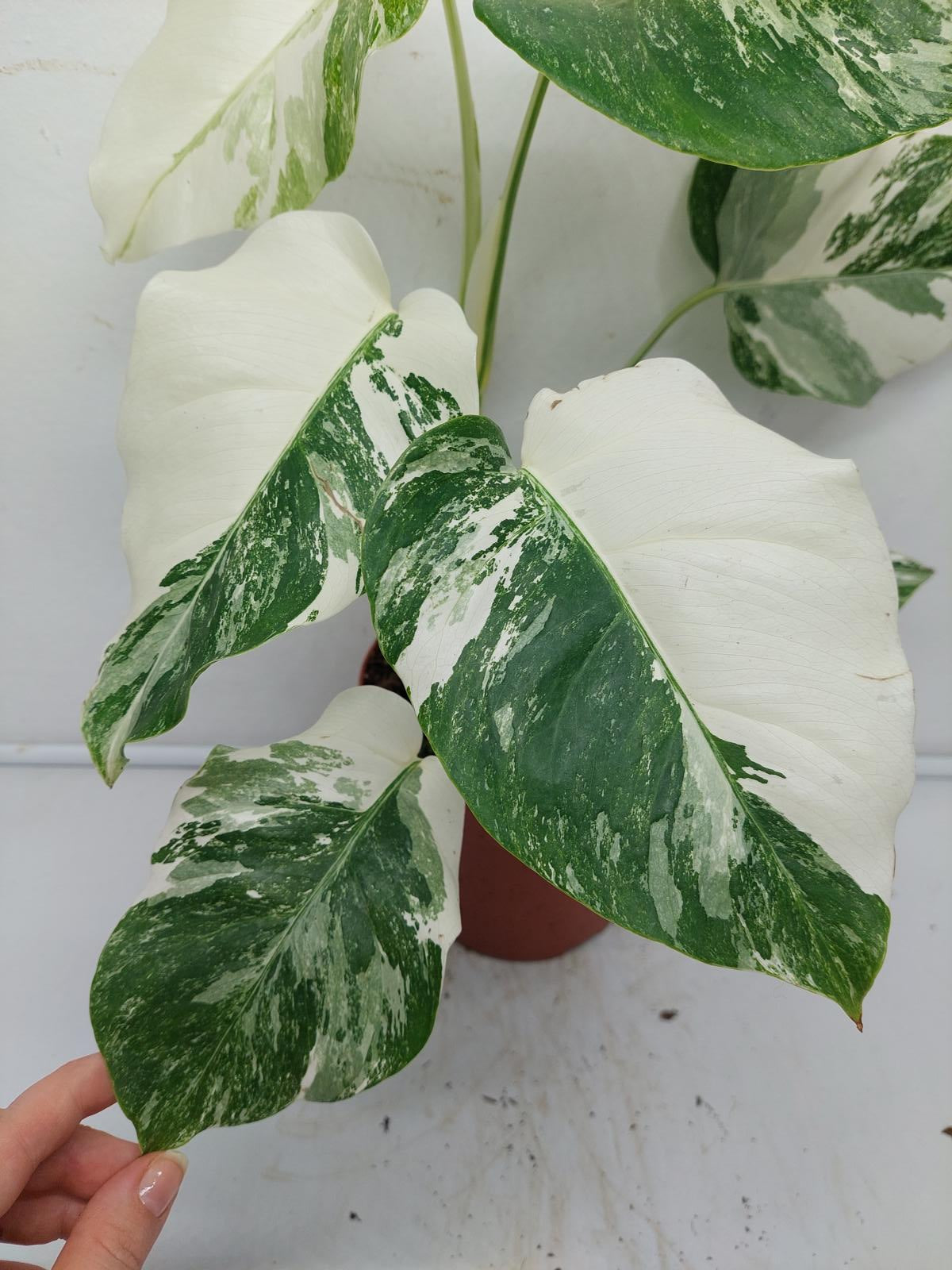 Monstera Variegata (zum aussuchen)