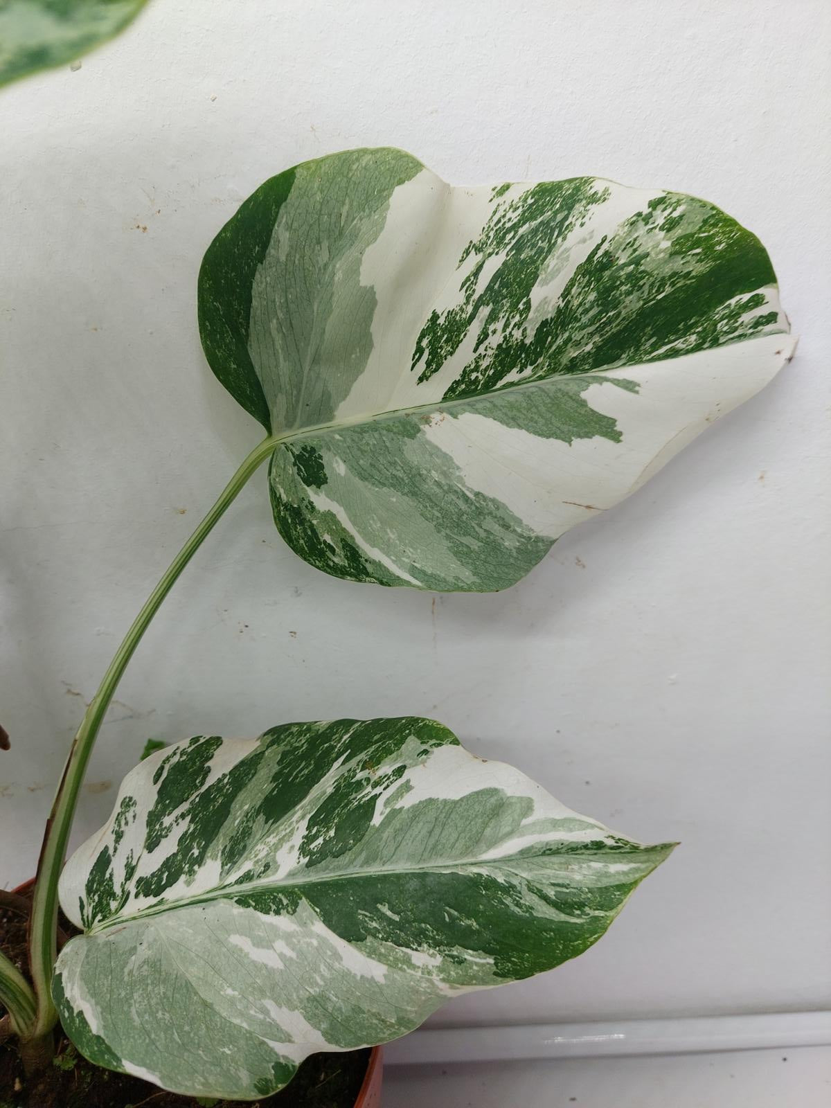 Monstera Variegata (zum aussuchen)