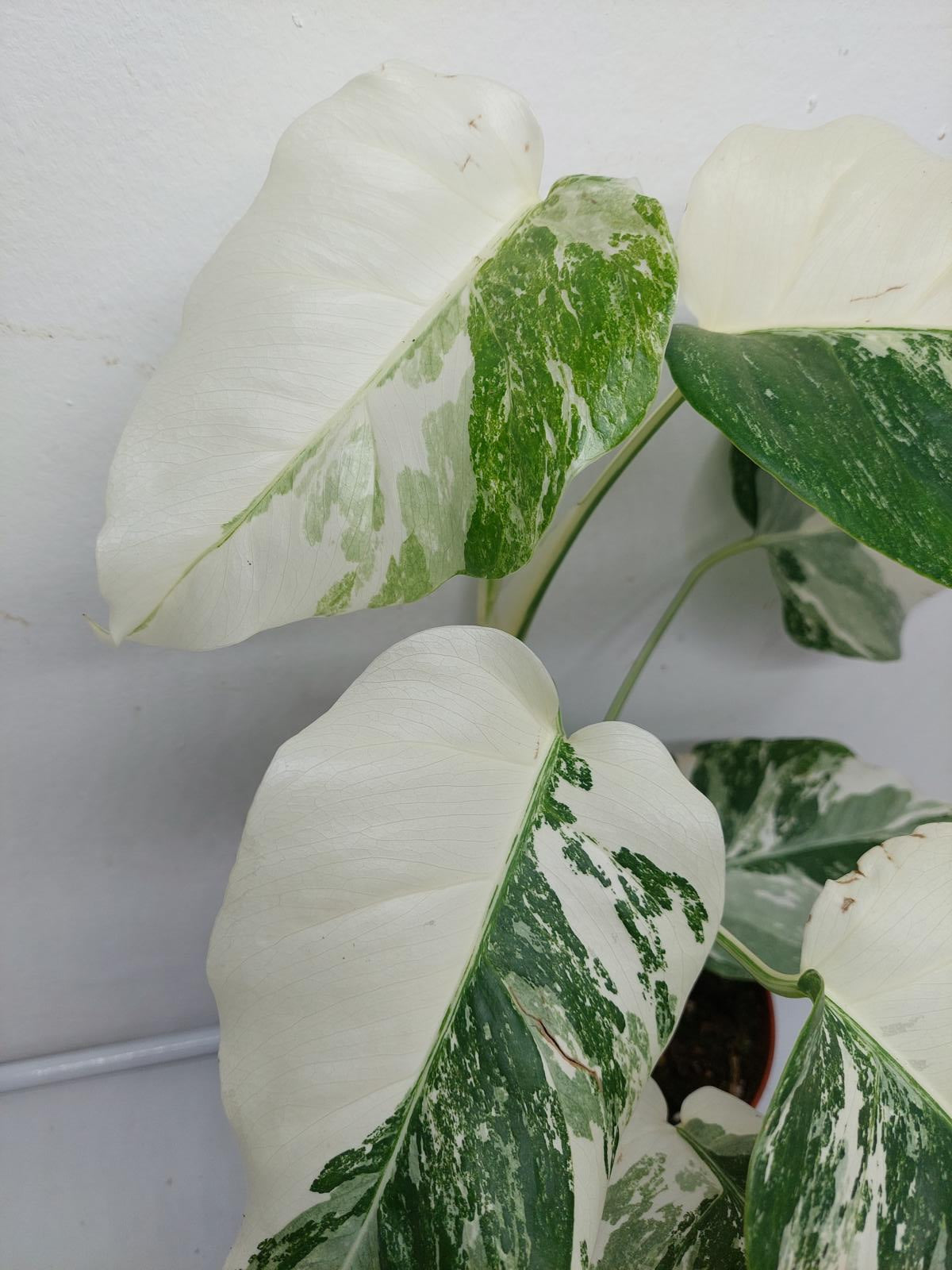 Monstera Variegata (zum aussuchen)