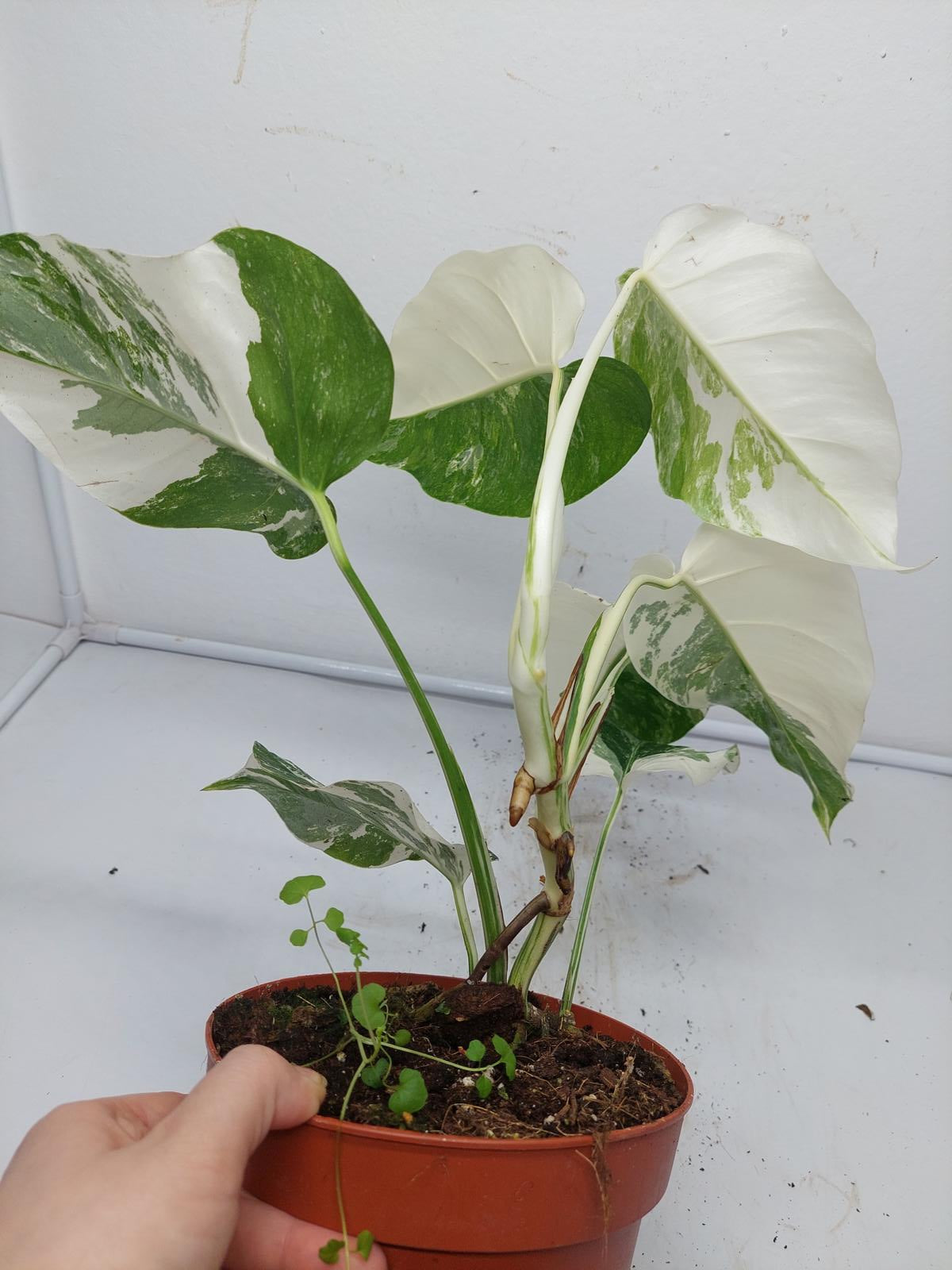 Monstera Variegata (zum aussuchen)