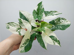 Syngonium Albo Variegata