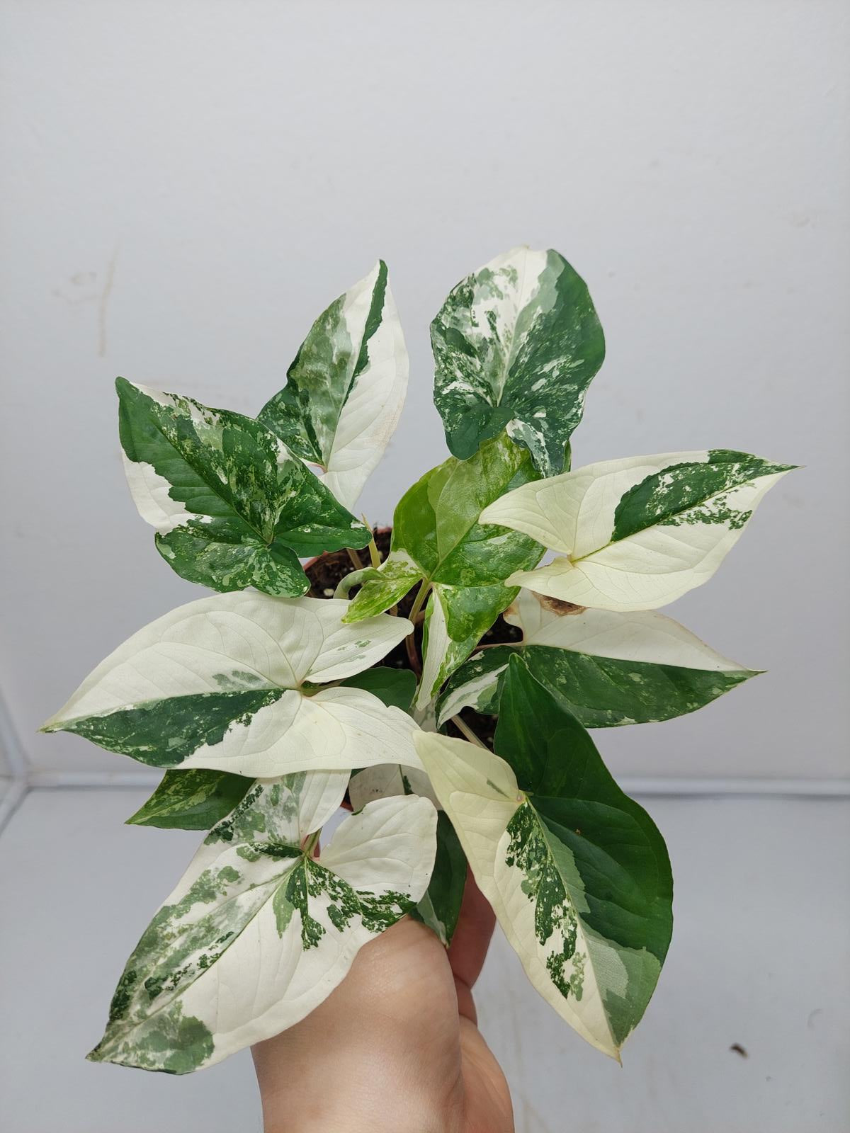 Syngonium Albo Variegata