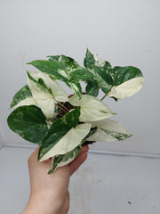 Syngonium Albo Variegata