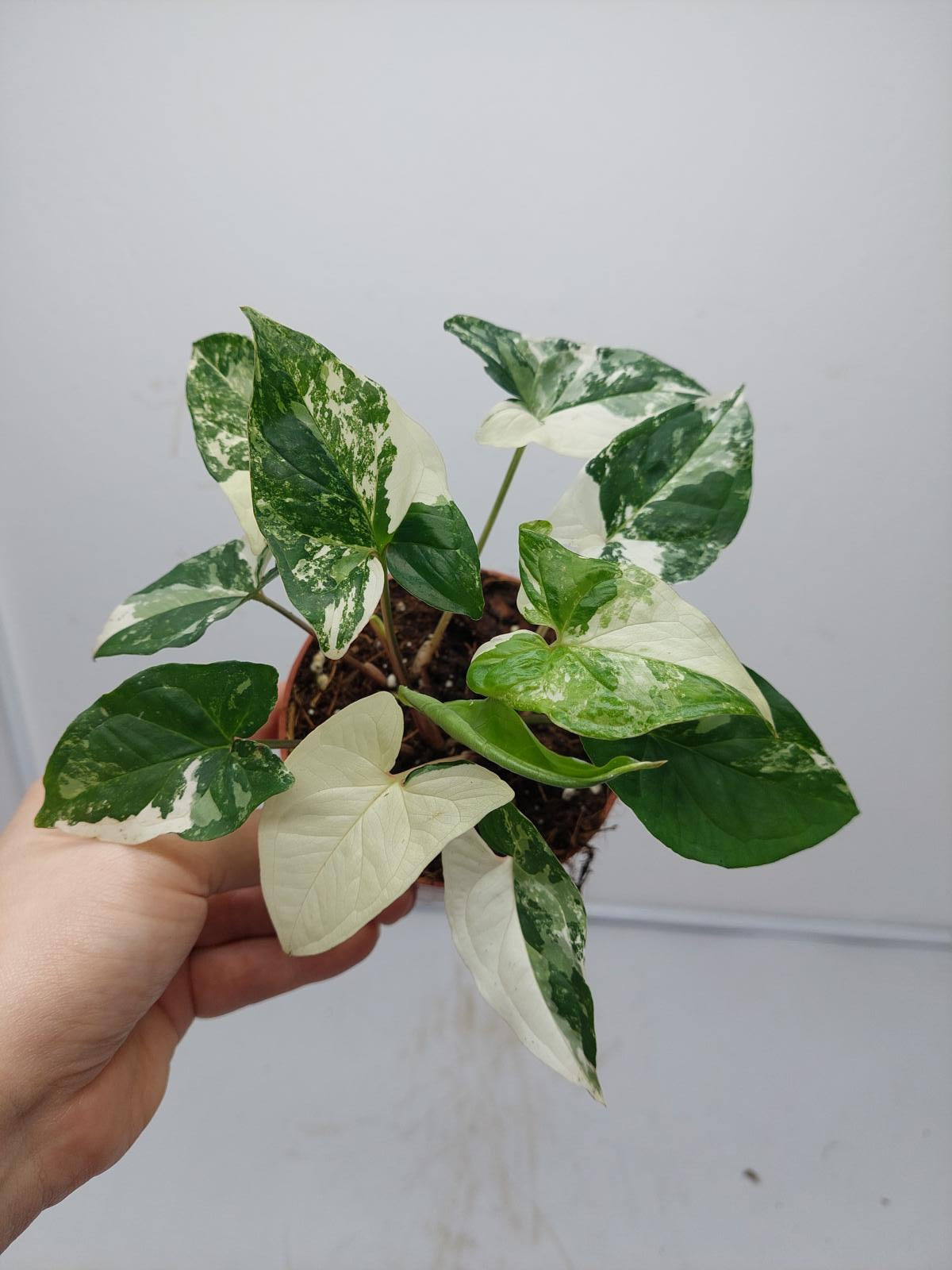 Syngonium Albo Variegata